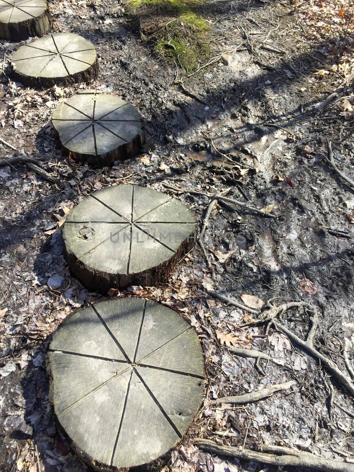 Round tree trunk cross-sections form a natural walkway on a meditative forest trail with texture, leaves, sticks, mud and moss