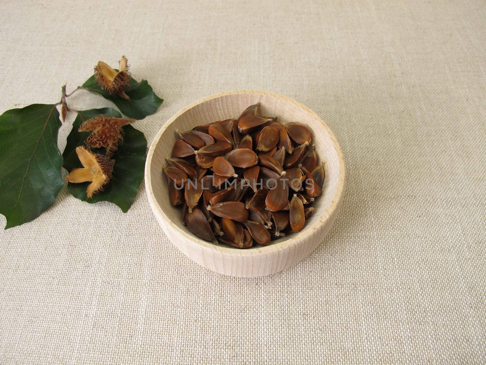 Beechnuts from the European beech in a wooden bowl