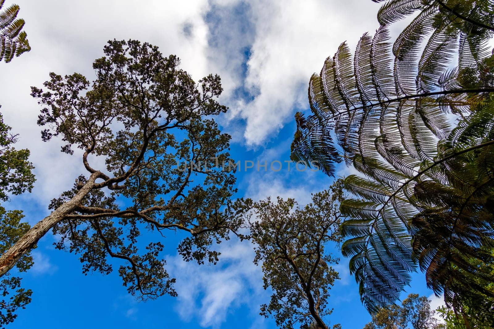 Forest of tree ferns,Hawai'i Volcanoes National Park,Big Island,Hawaii