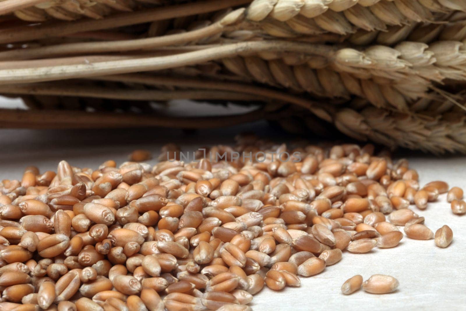 Grain of wheat close up