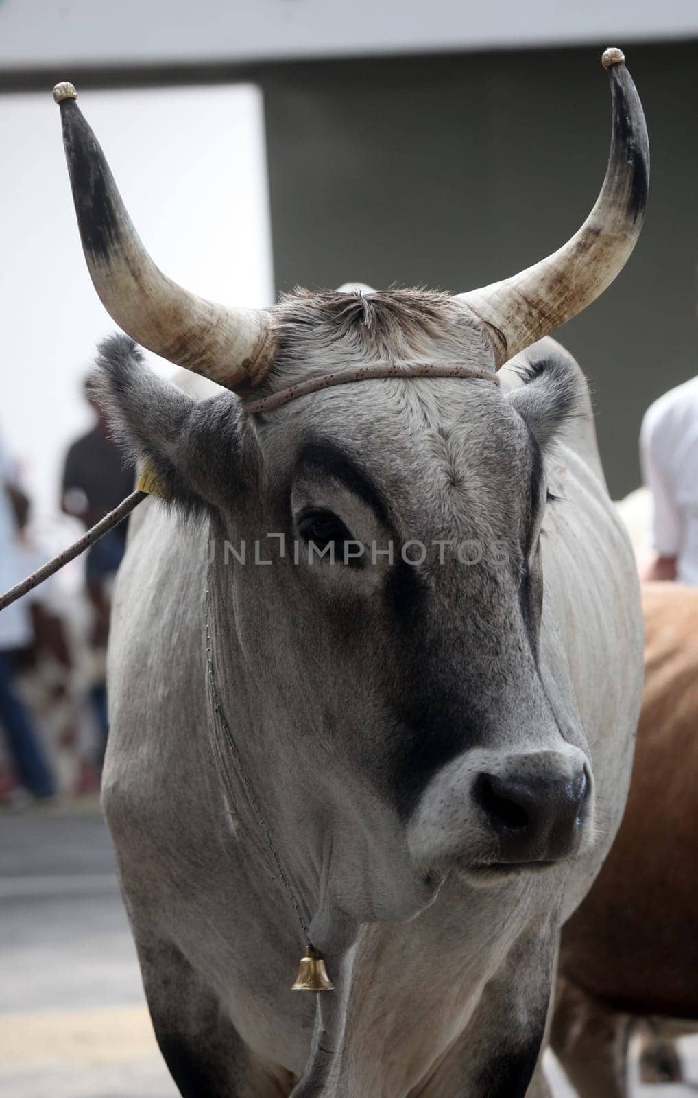 Istrian ox, Boskarin cow exhibited at the fair in Bjelovar, Croatia