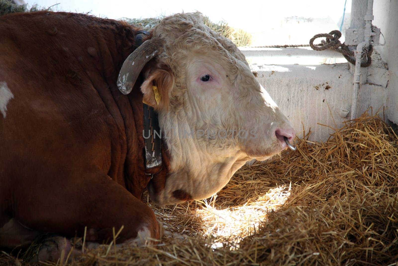 The cow in the barn at the fair in Bjelovar, Croatia