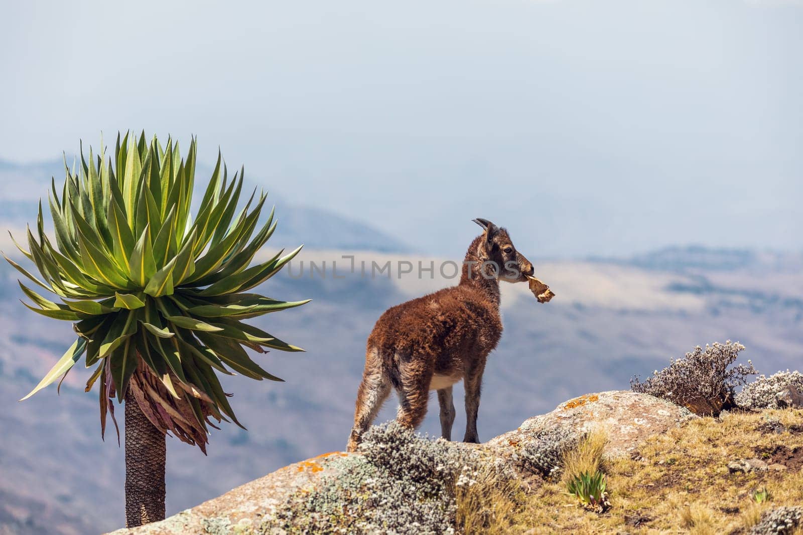 kid baby of very rare Walia ibex, Capra walia, one of the rarest ibex in world. Only about 500 individuals survived in Simien Mountains in Northern Ethiopia, Africa