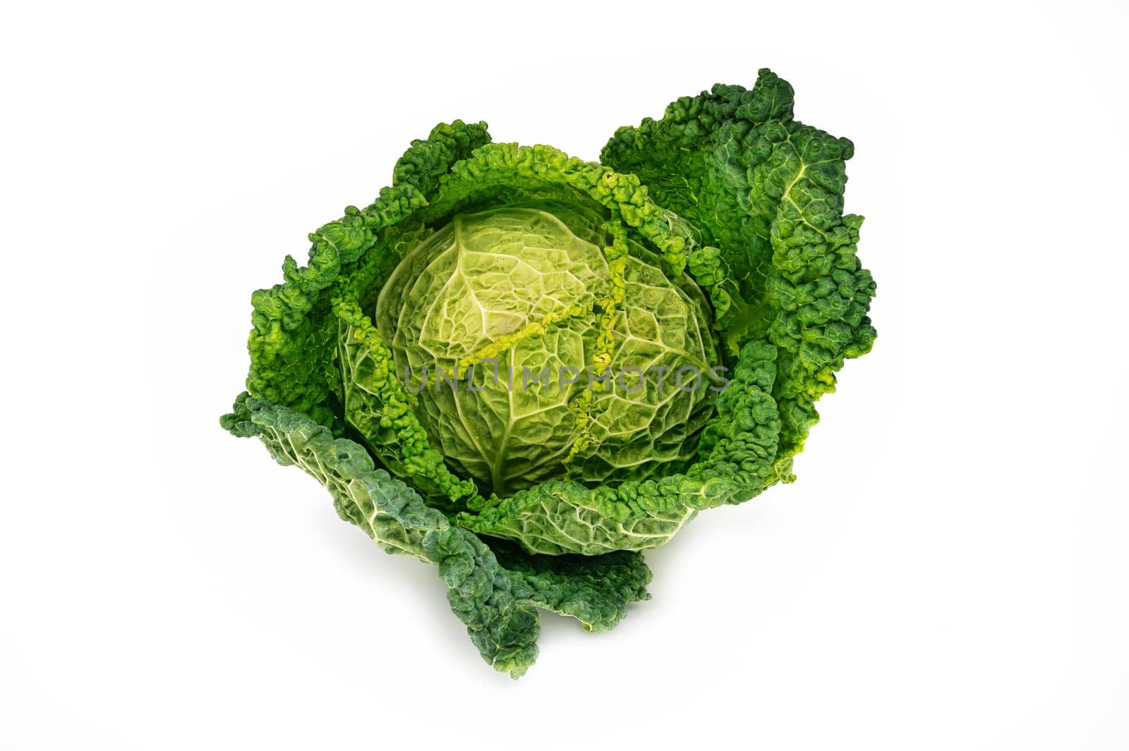 Savoy Cabbage, close up of fresh vegetable on white background