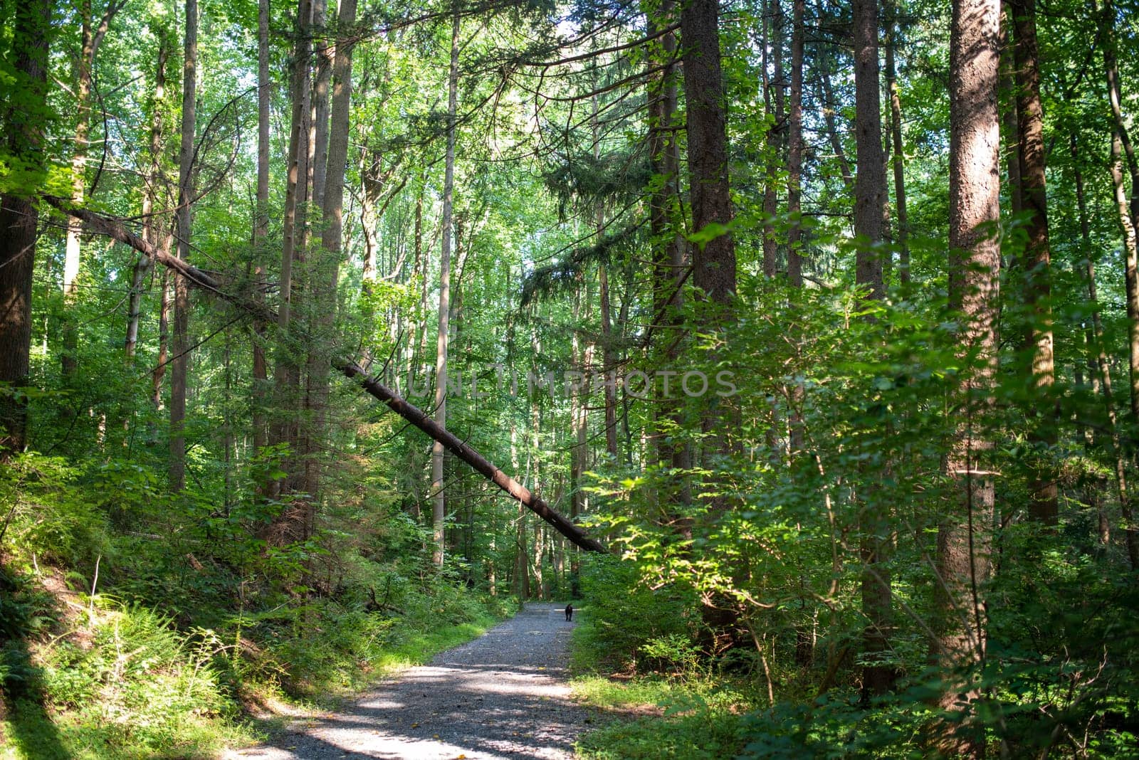 A solitary dog walks unaccompanied down a long woodland trail under a fallen tree. Idyllic green scene with dappled light.