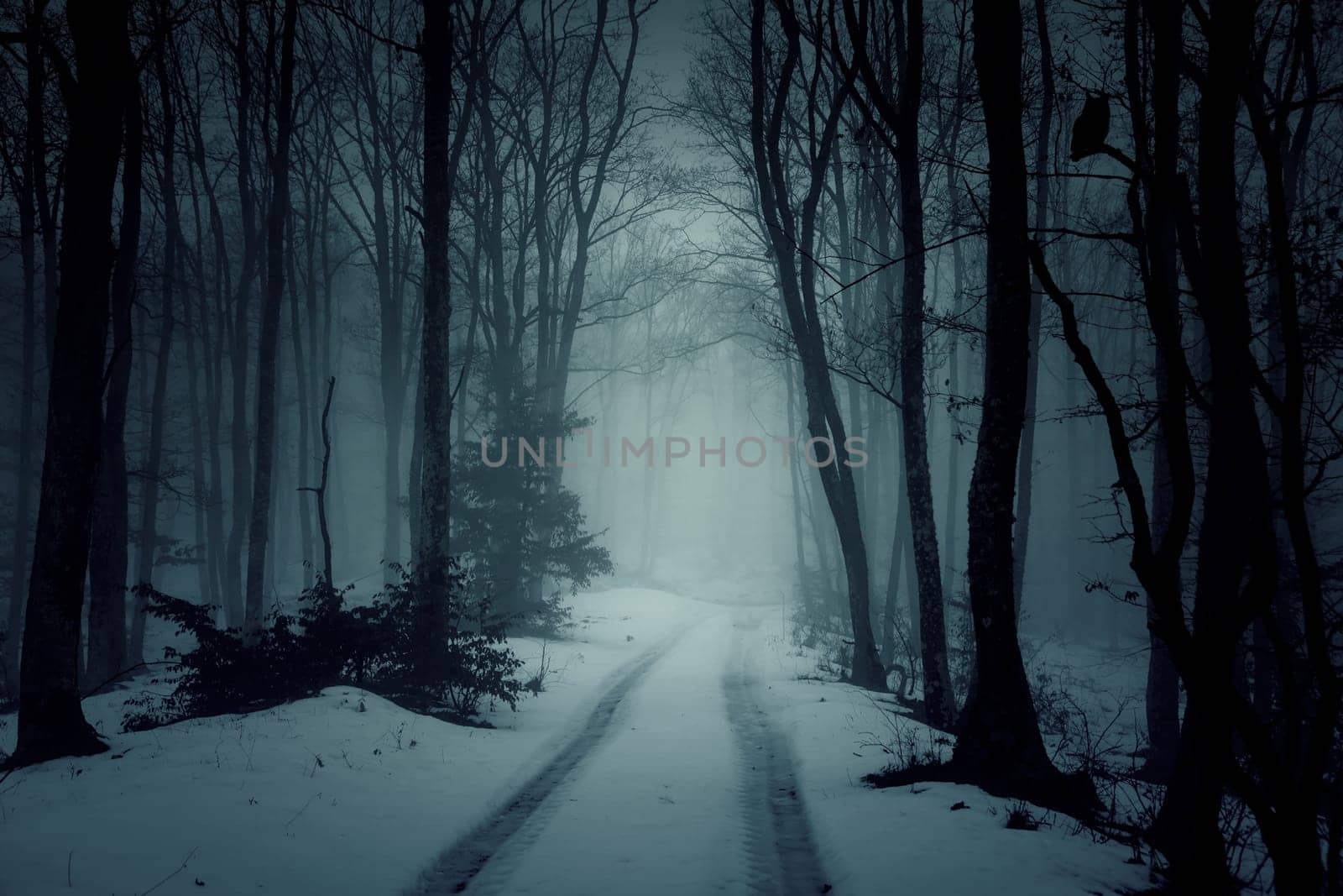 Country road in snowy forest in the mountains at night