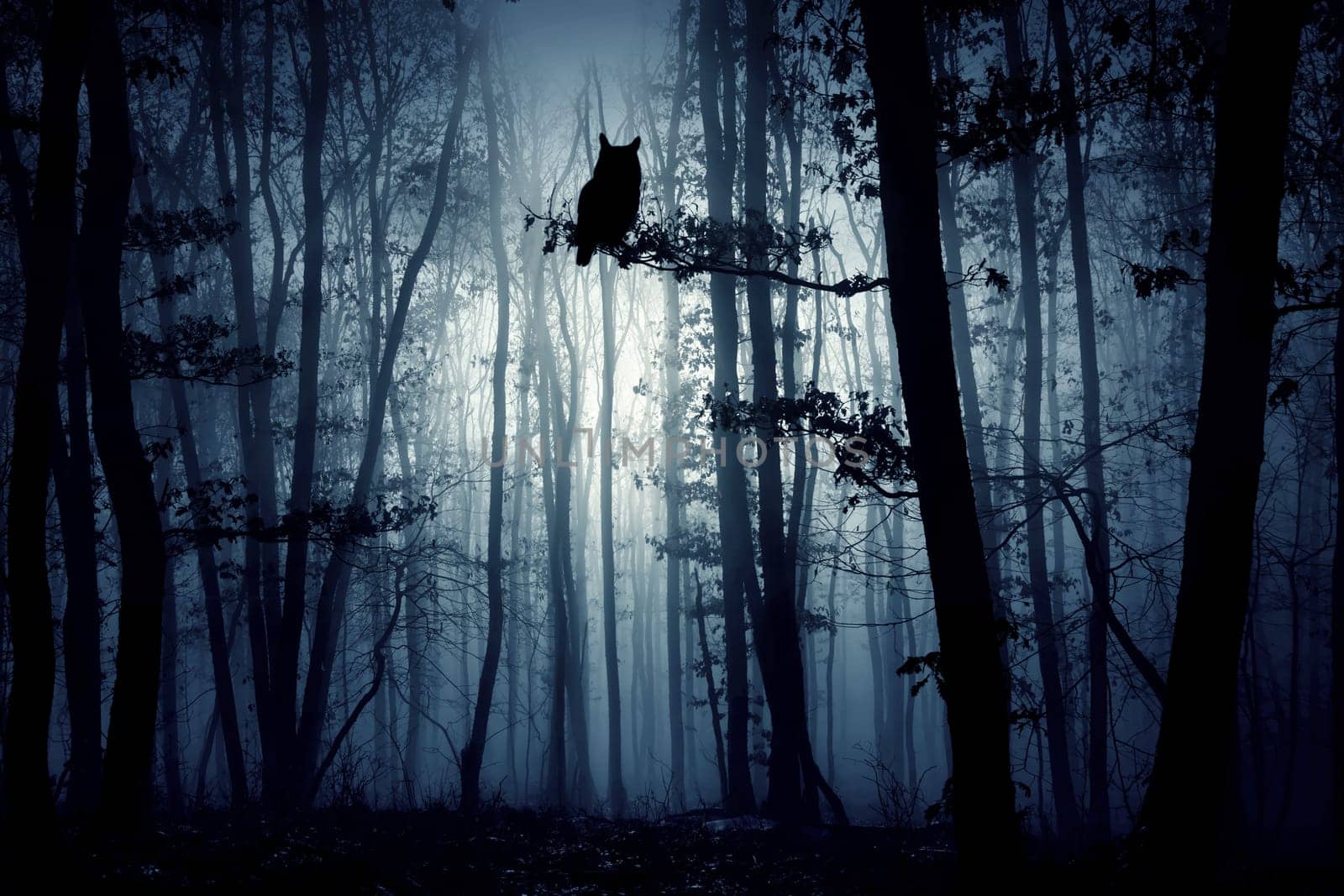 Enchanted forest in magic, mysterious fog at night.