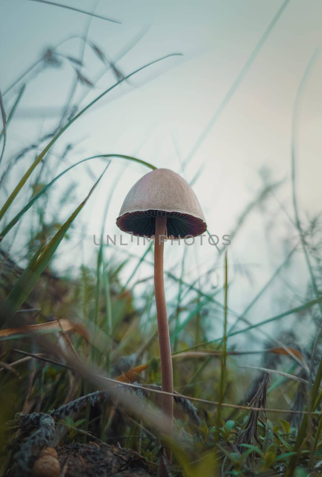 Close up vertical shot of a single poisonous mushroom growing through the wild vegetation. Moody autumnal background, nature freshness with fungi species on the meadow among green grass.