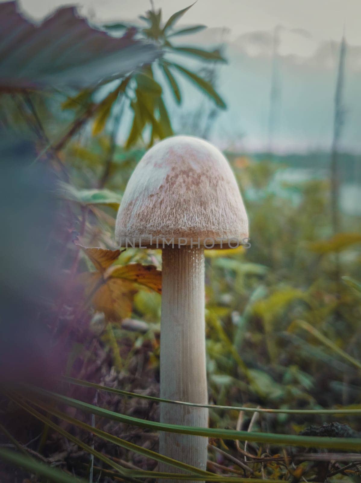 Close up vertical shot of a single wild mushroom growing through different vegetation. Moody autumnal background, nature freshness with white fungal species on the meadow. Fall season atmosphere.