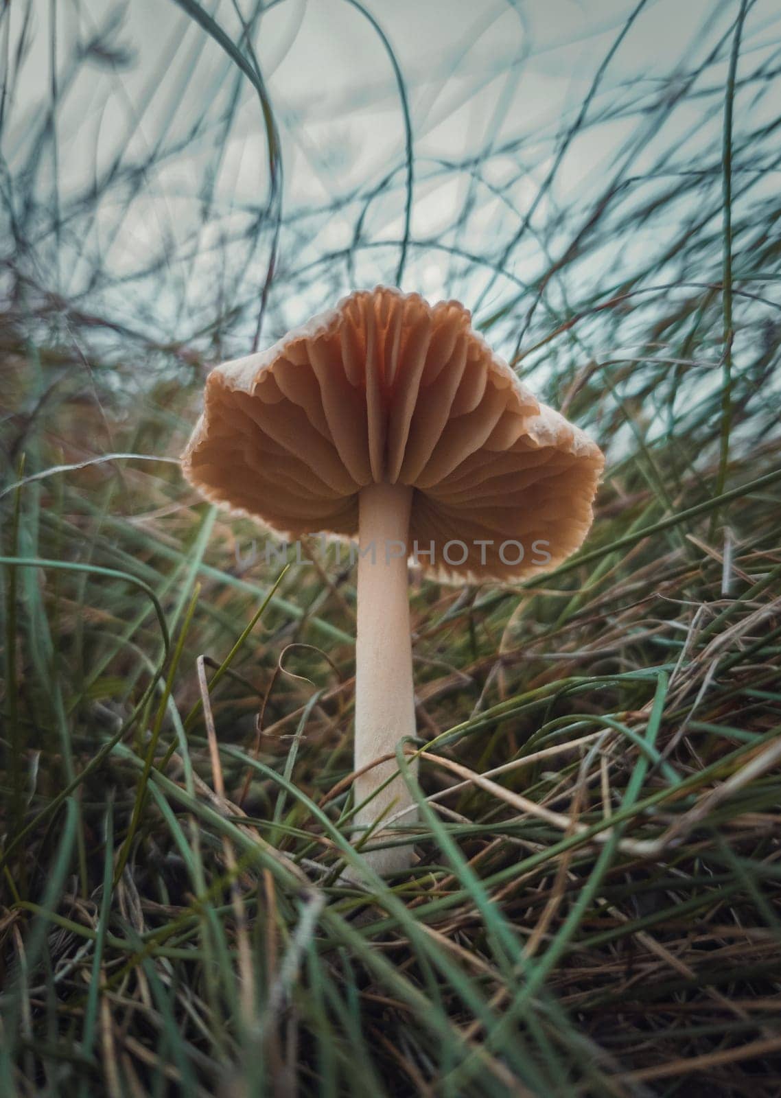Close up vertical shot of a single wild mushroom growing through the grass blades. Moody autumnal background, nature freshness with fungi species on the withered, dry grassland .