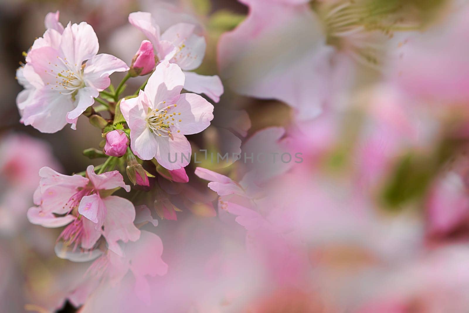 Sakura, temple and blue sky for adv or others purpose use