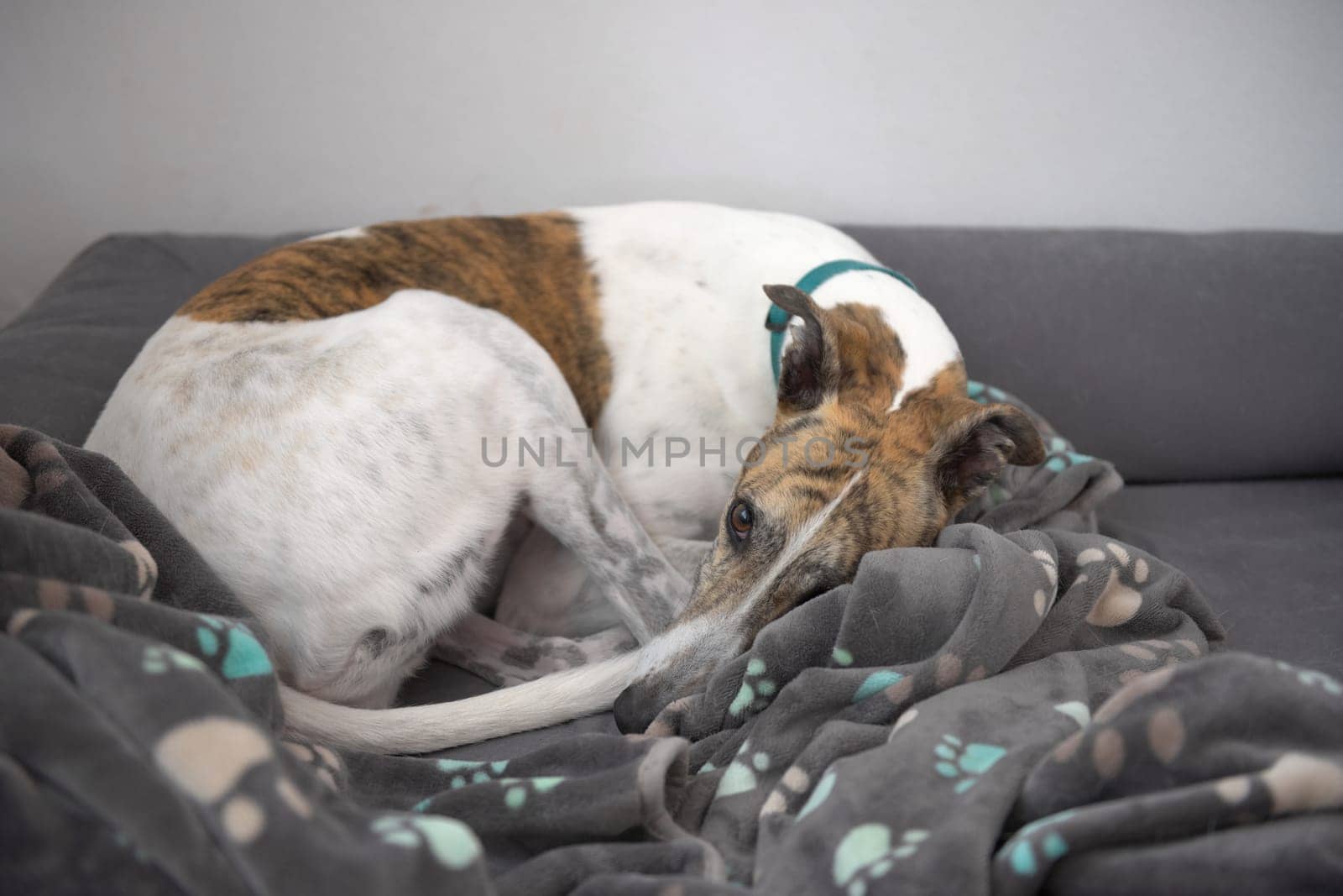 White and brindle pet greyhound looks at the camera as she curls up amongst a paw patterned dog blanket on a grey dog bed. Plain background.