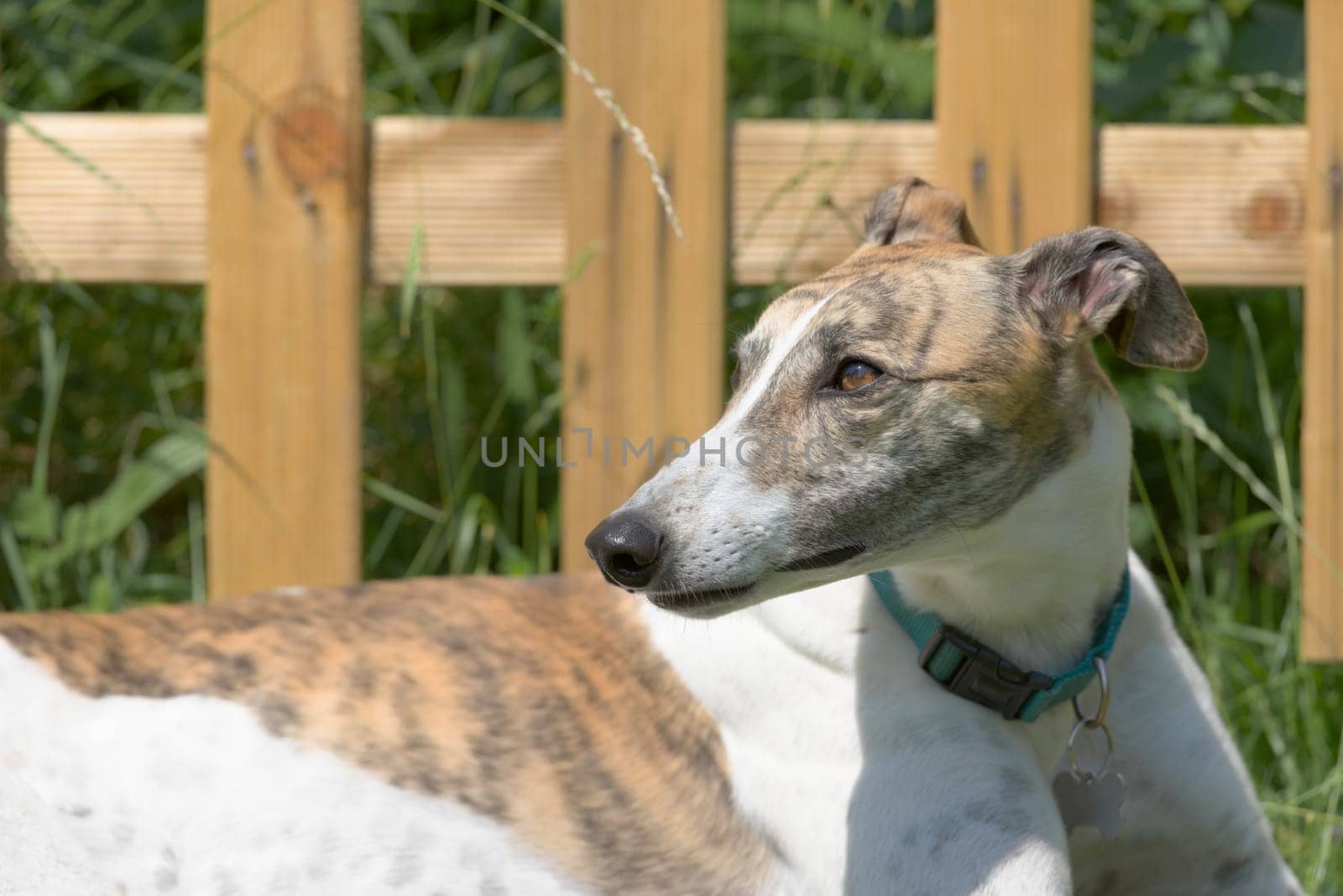 New wooden fence and long grass behind a healthy pet greyhound dog who is looking to the left. Hot bright sunlight catches the eye of the dog.
