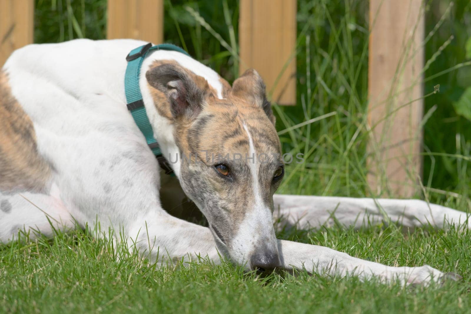 Striking brown eye of a white and brindle pet greyhound dog stares into copy space as she lies in bright sunlight. Garden scene with grass and fence