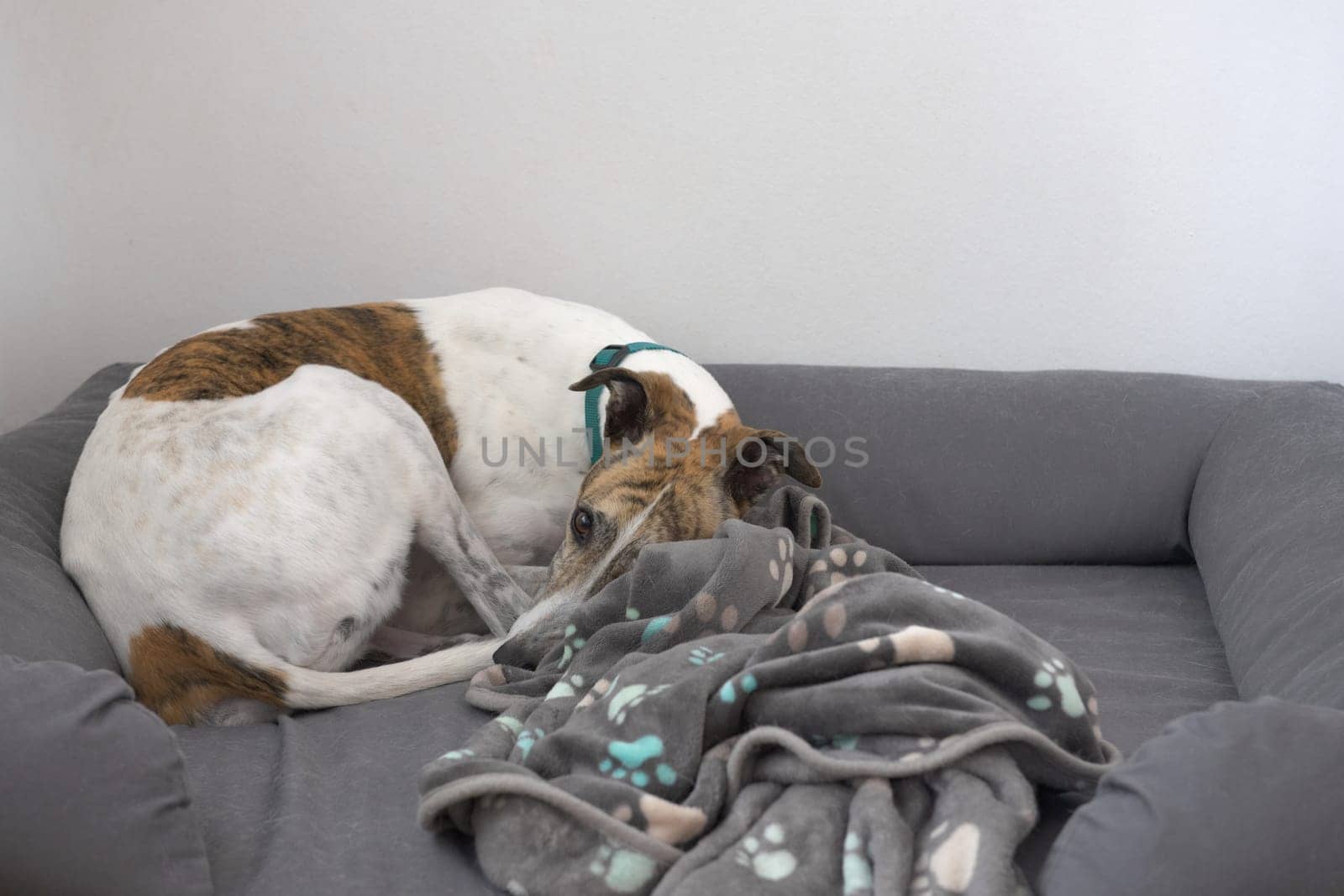 Medium shot of large pet greyhound dog curled up in grey dog bed with blanket. Plain white background with plenty of copy space. White and brindle.