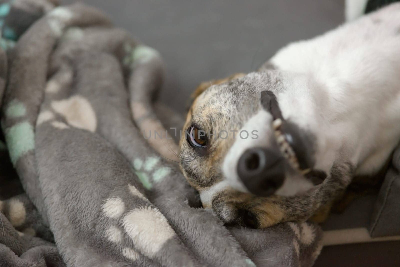 Pet greyhound's funny face as she lies in her dog bed. Focus on her eyes, but long neck and face visible too. Paw patterned dog blanket.