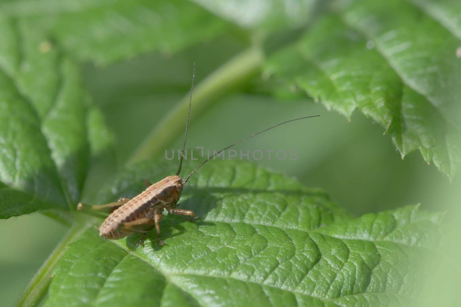 Medium shot of a dark bush cricket, Pholidoptera griseoaptera, on the leaf of a raspberry plant. Plenty of copy space and a very green background.