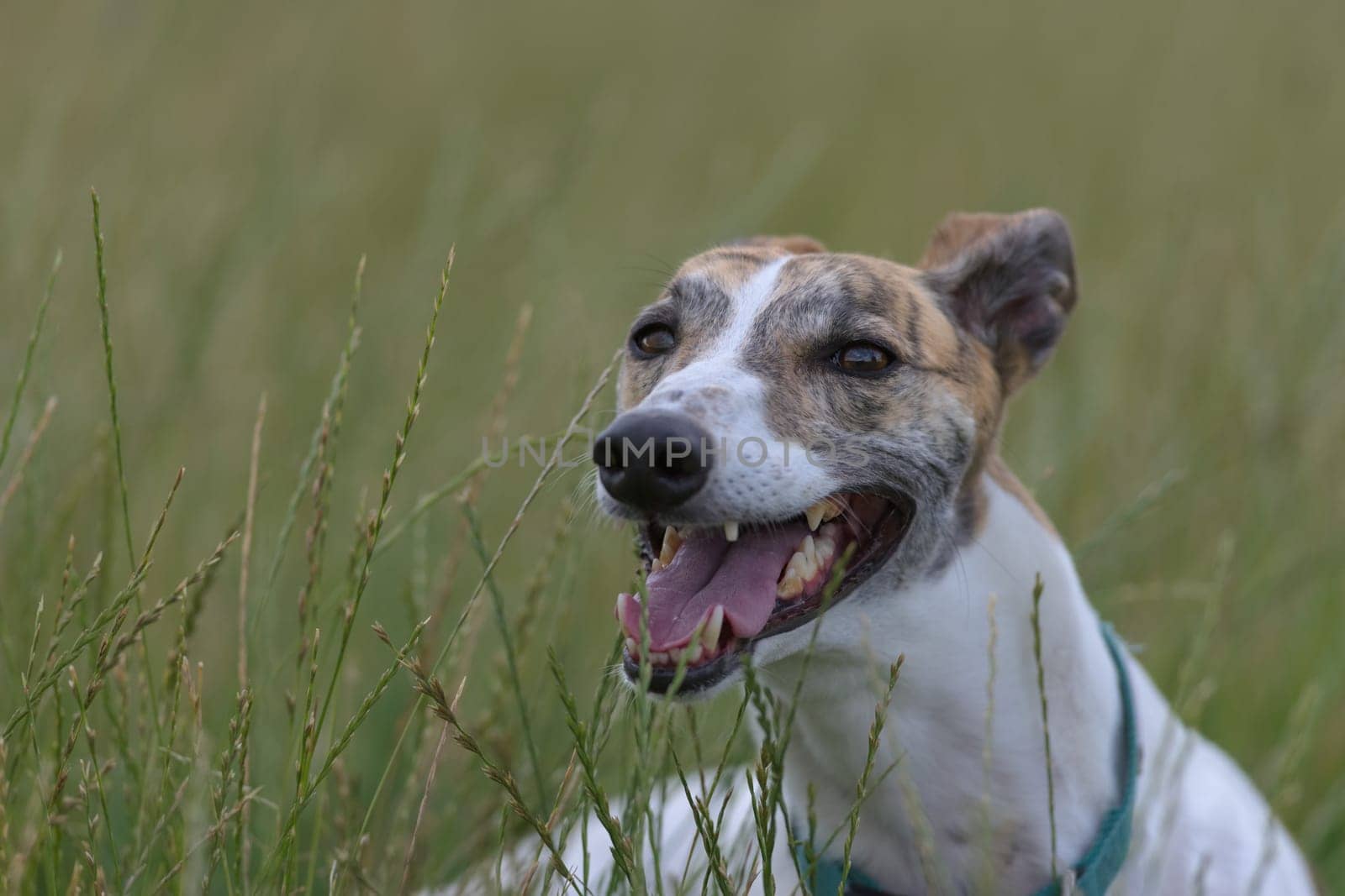 Long field grass blurs into a plain green background behind this pet greyhound. Tired from running around off the lead, she pants and lies down.