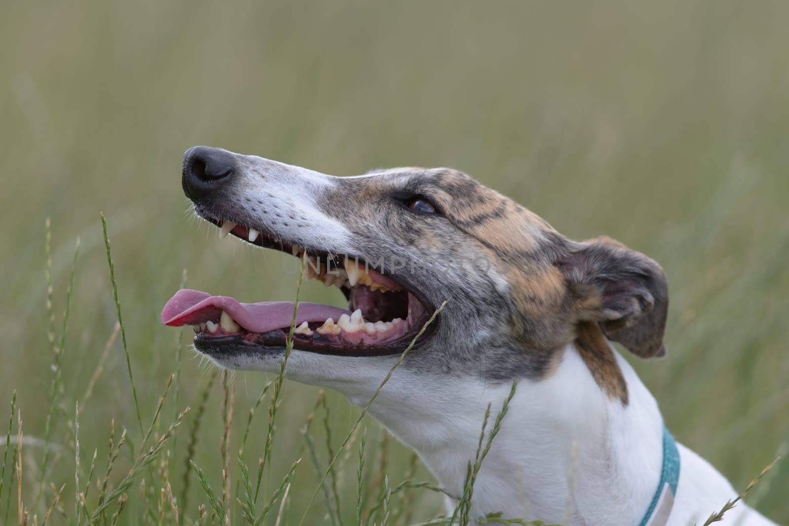 Smiling pet white and brindle greyhound pants among grass in a field to cool after playing. Happy emotion with a plain background for copy space.