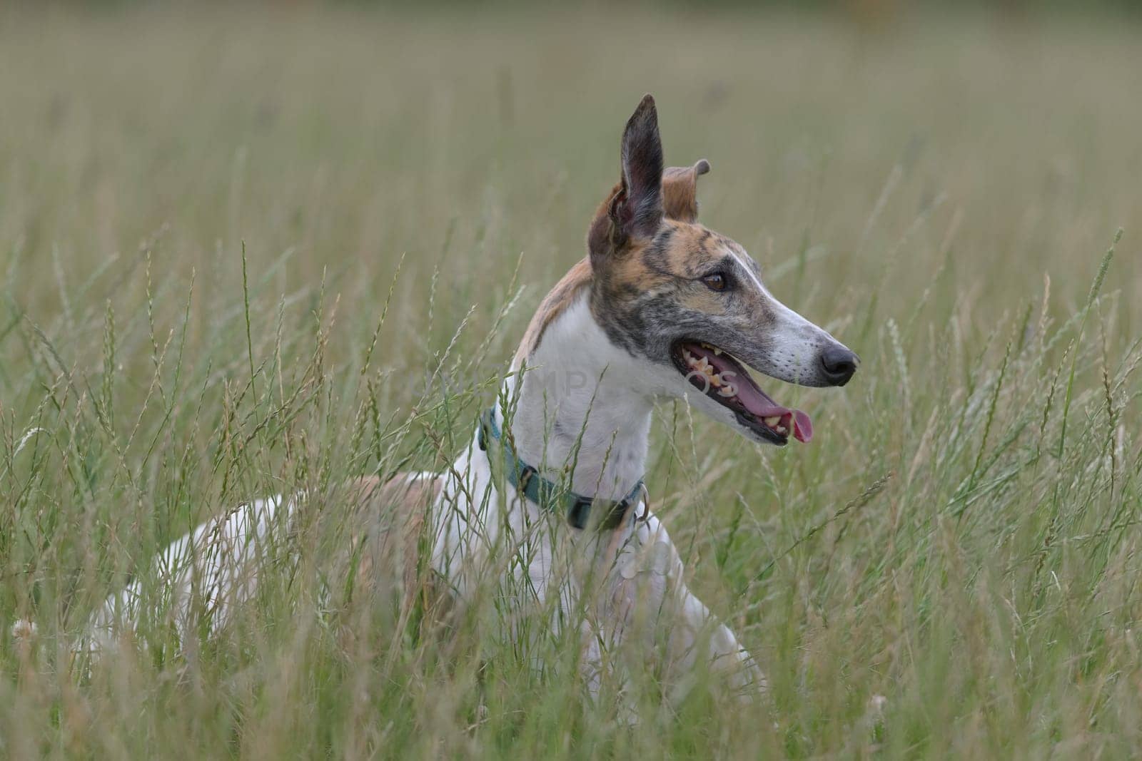 Copy space around the full body image of a greyhound dog in an open field. Looking to the right and panting, she lies amongst green long grass.