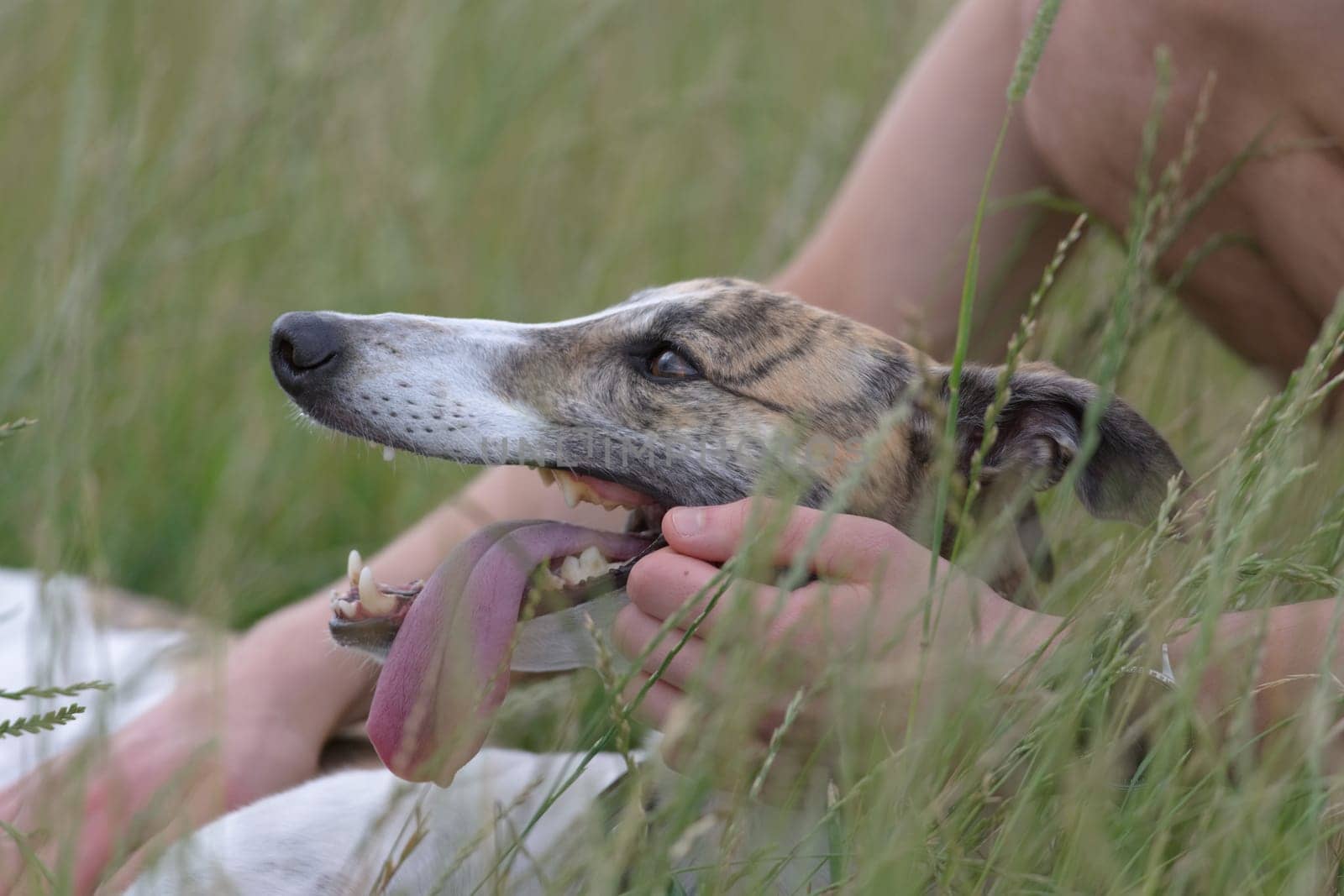 Dog owner affectionately pets brindle and white greyhound as she lies in the grass after a long time playing. Tongue lolls out of mouth as she cools.