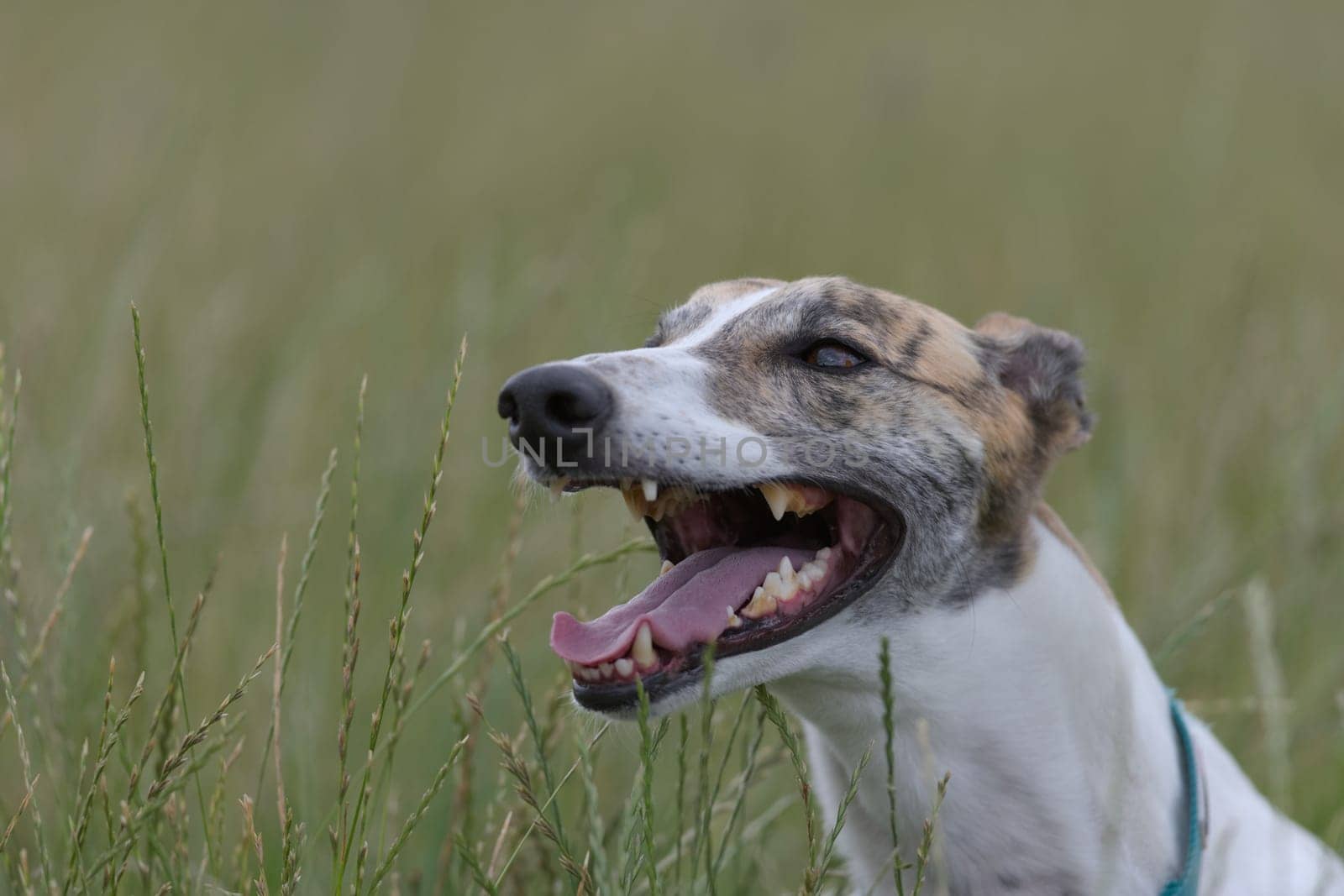 Pet greyhound dog shows her teeth as she pants with her head poking over long grass in a field. Excited, healthy and happy expression, hot from play.