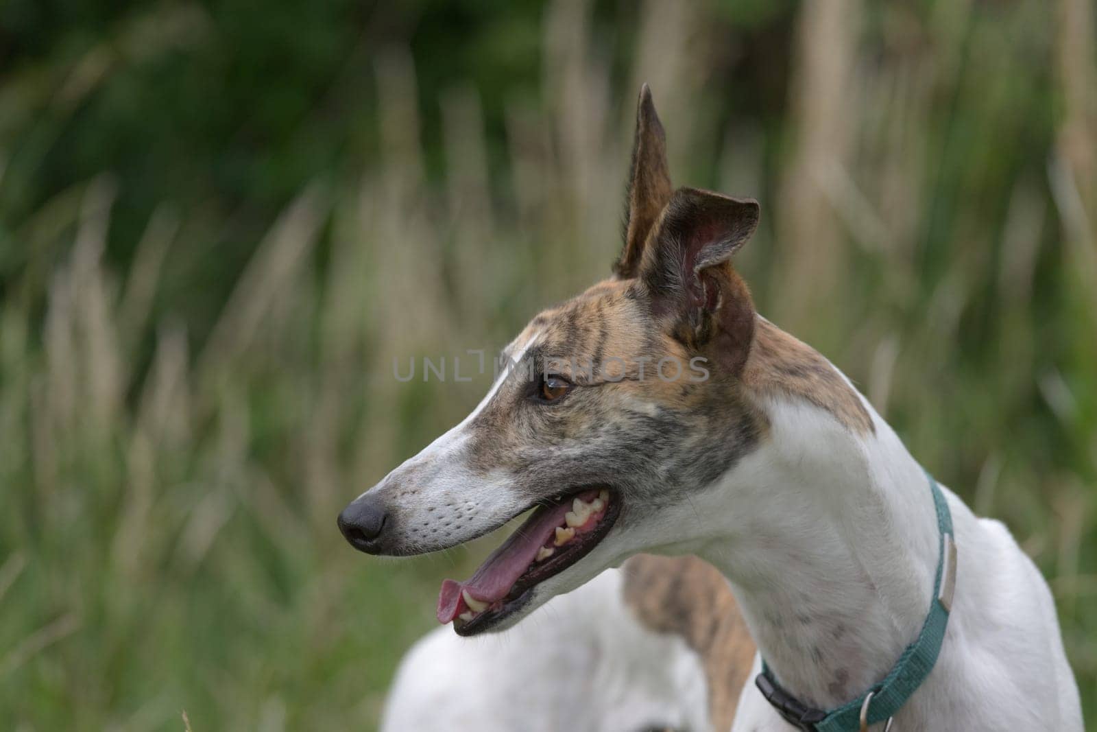 Vibrant horizontal portrait of a pet white and brindle greyhound. Blurred plants and undergrowth form the background, joyful and excited expression.