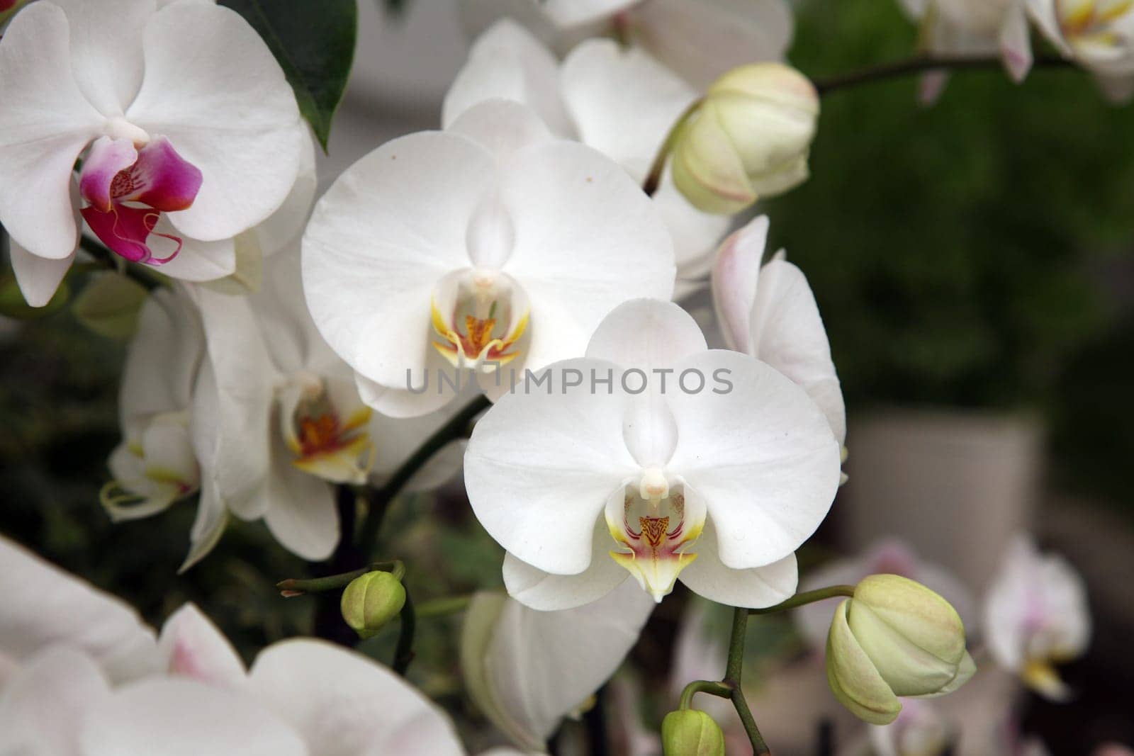 Orchid flowers