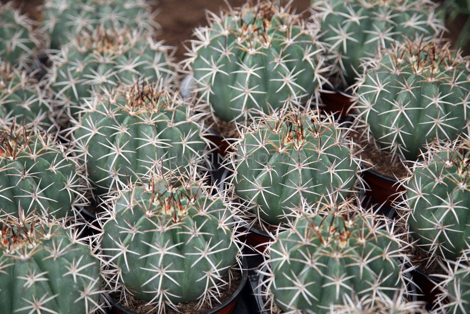 Cactus