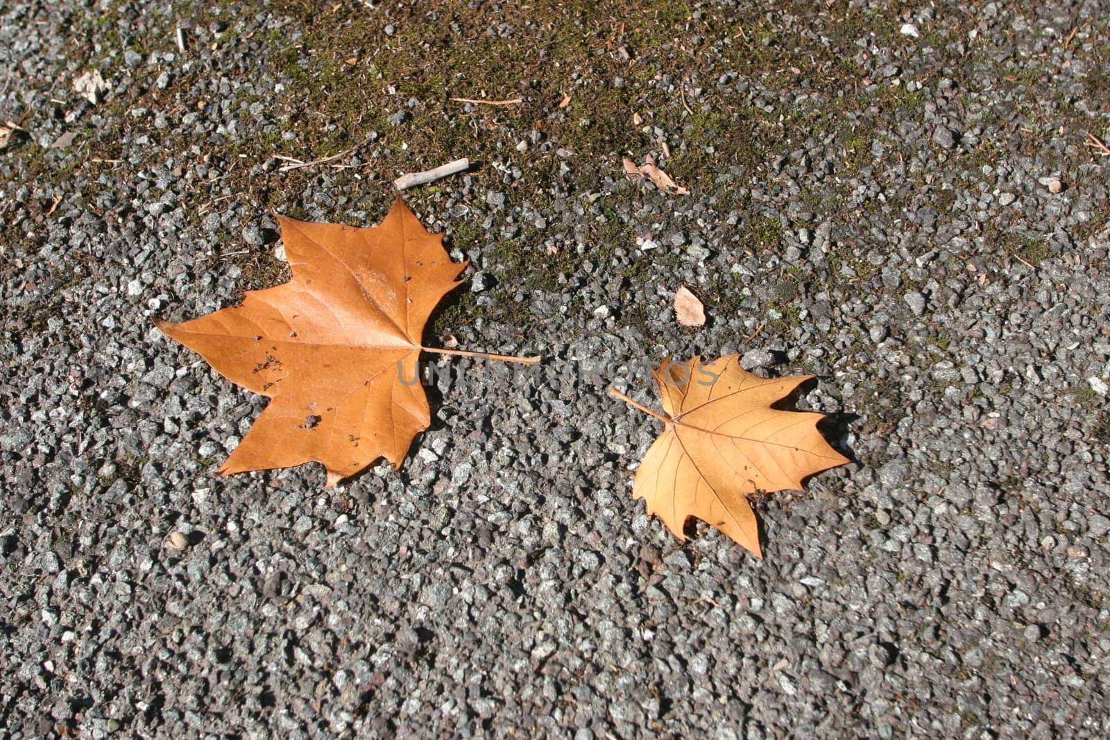 Autumn leaves