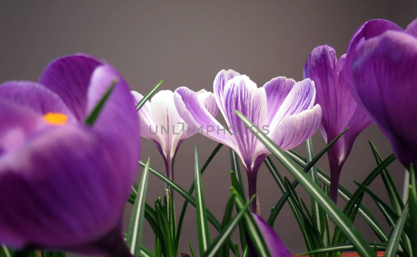 Crocus
