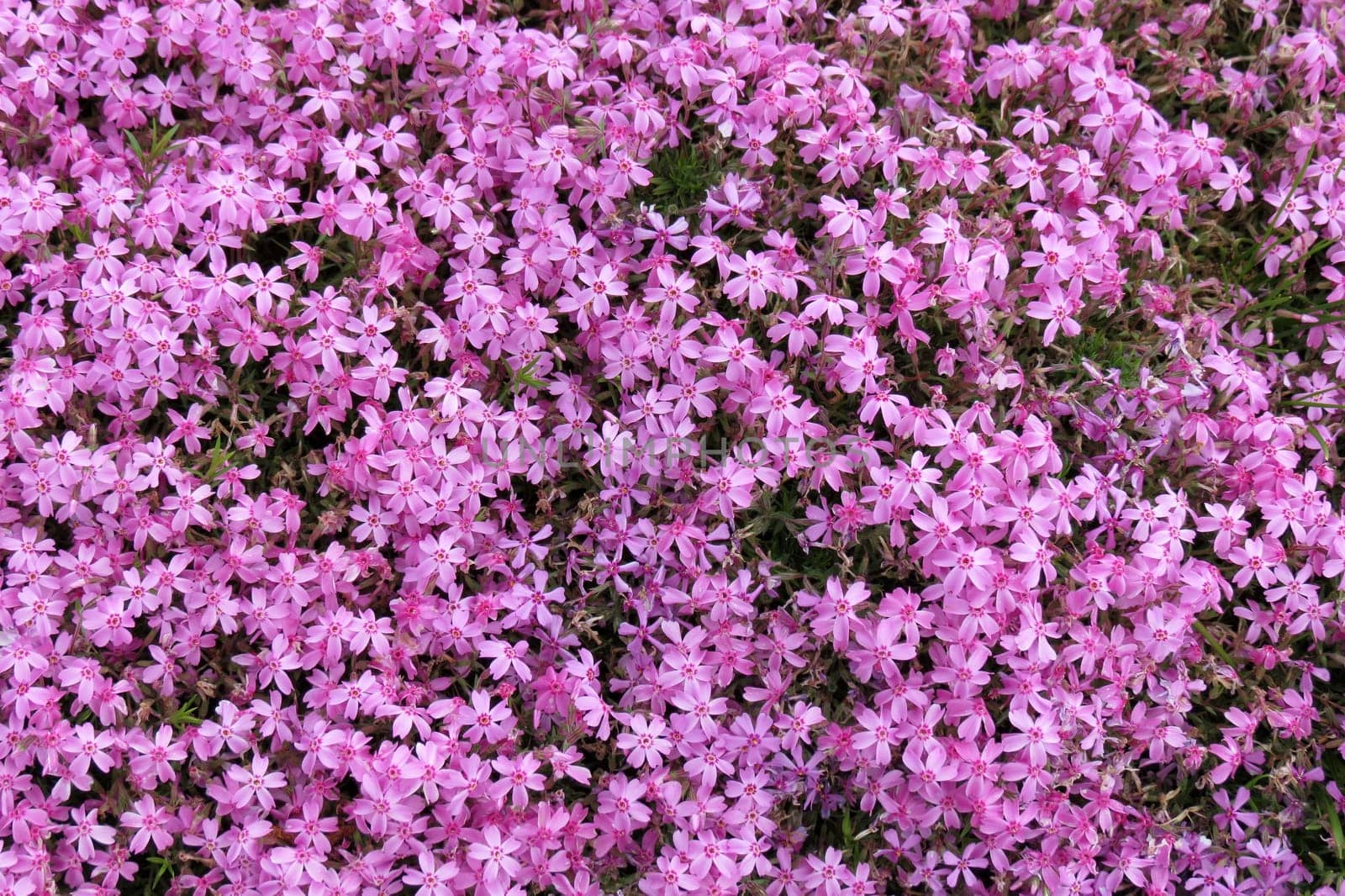 Chionodoxa forbesii