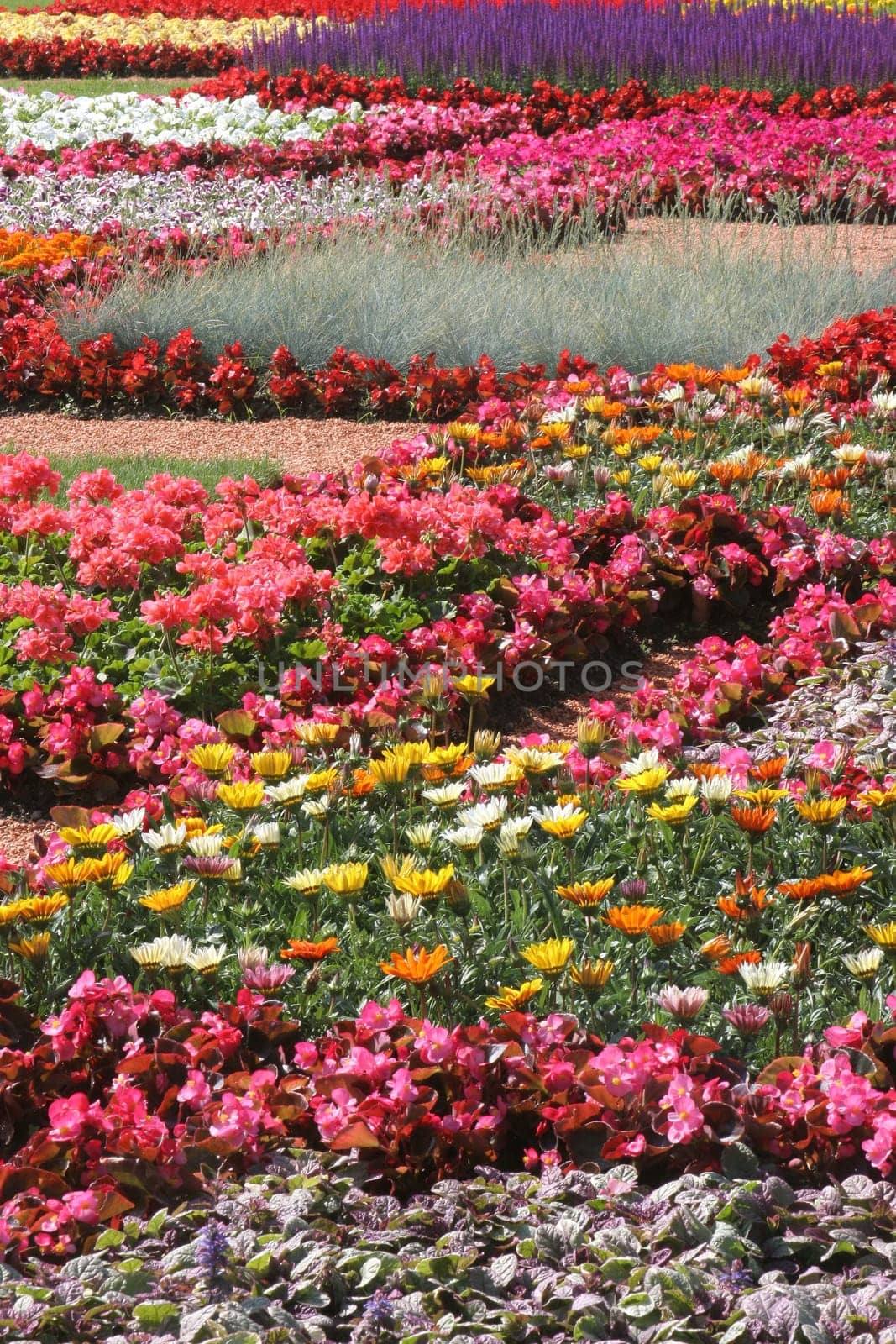 Flowers in park