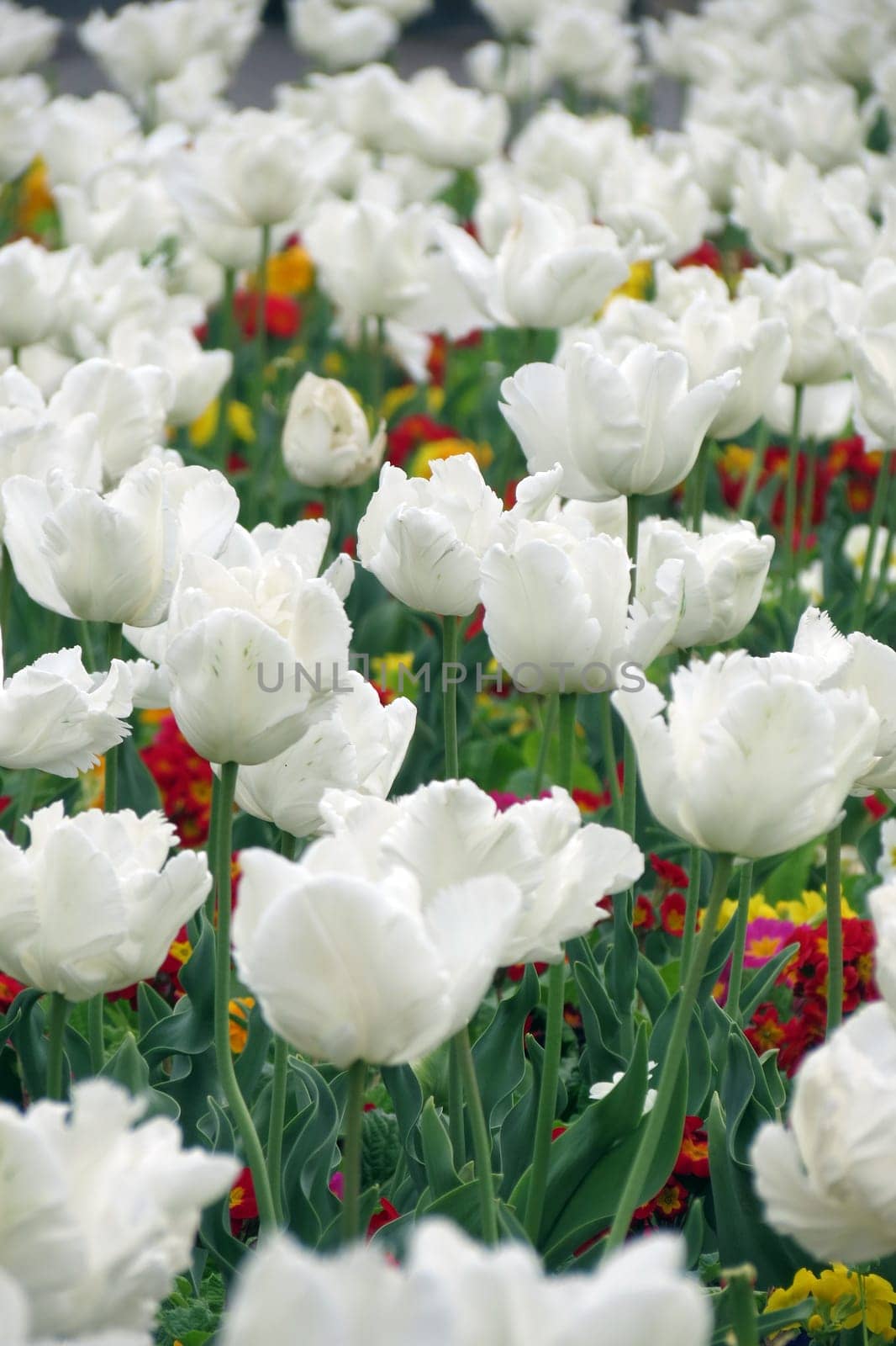 Tulips