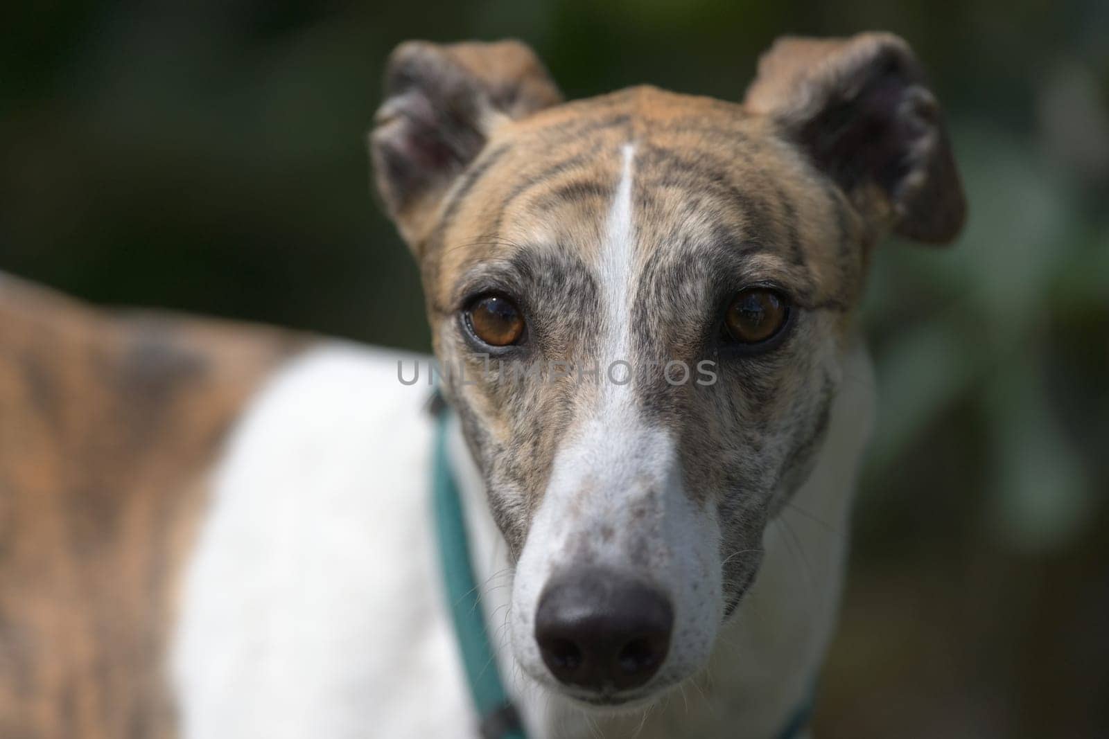 Selective focus close up portrait of a white and brindle pet greyhound dog. Cute and adorable look with a soft and gentle feel to the image