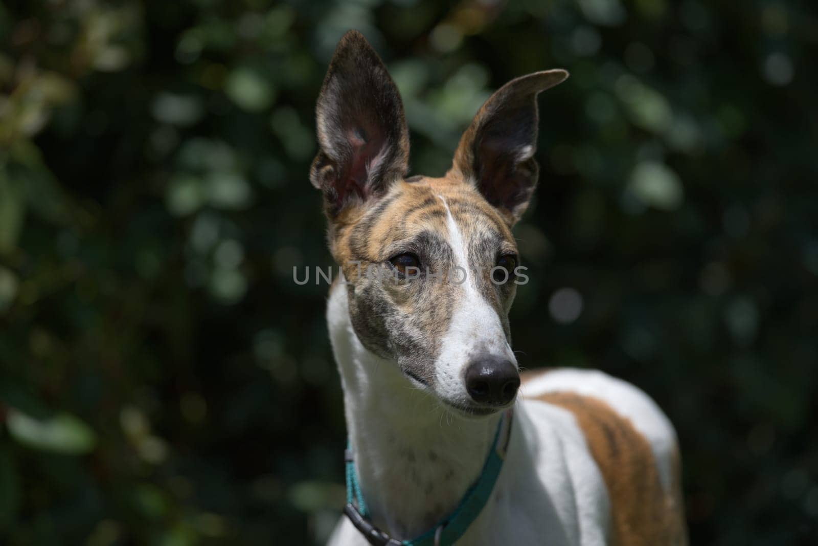 Elegantly poised, this white and brindle pet greyhound dog is alert with her ears pricked, looking away against a dark garden background. adopted pet