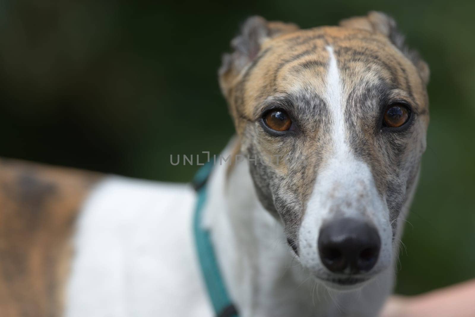 Looking directly at the camera, the symmetrical face patterning of this white and brindle pet greyhound dog is seen. Plain dark background.
