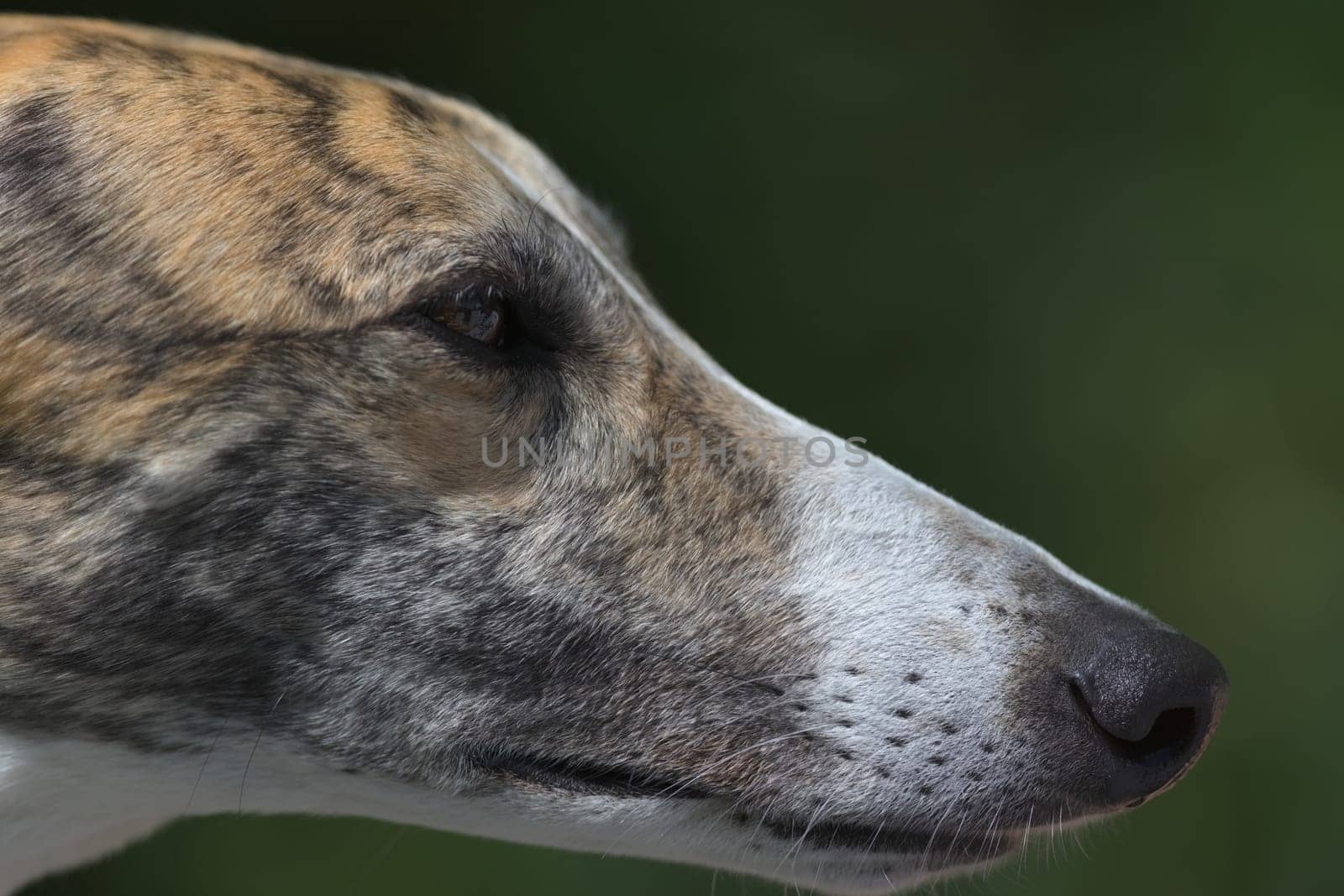 Super close up side profile of the face and head of pet greyhound dog. Detail of whiskers, fur and eyes. Great color and plain background. Full frame