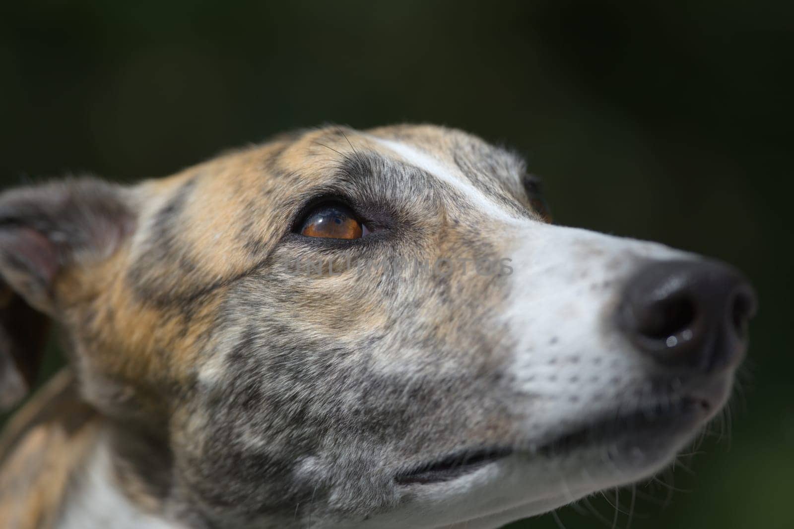 Amazing color in the eye of this pet greyhound. Dog looking up into plain dark copy space background. Fur texture and selective focus on the brown eye