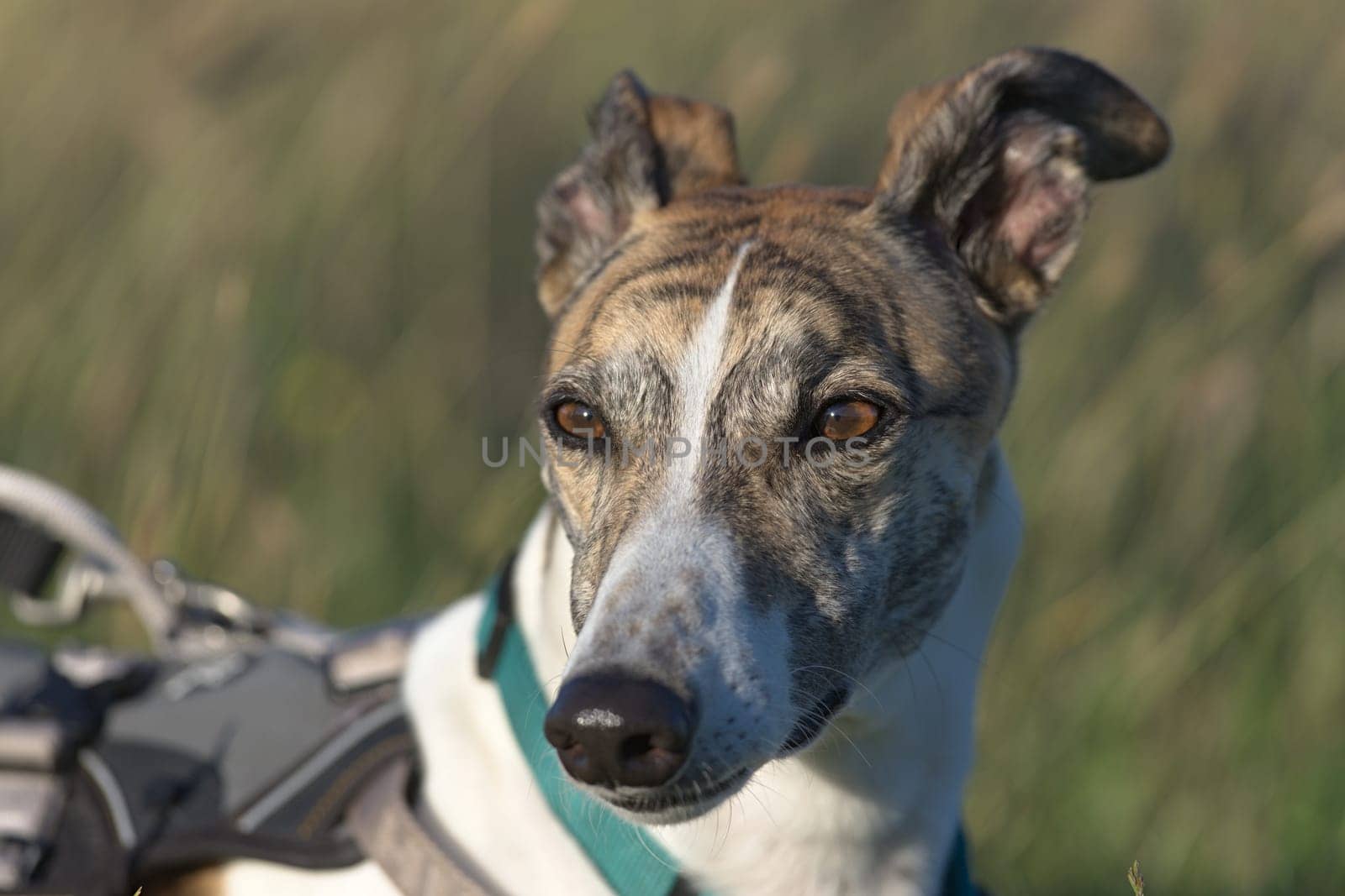 Close up greyhound dog at sunset looking towards the camera. Plain grass background and great detail in the face. Selective focus at sunset.