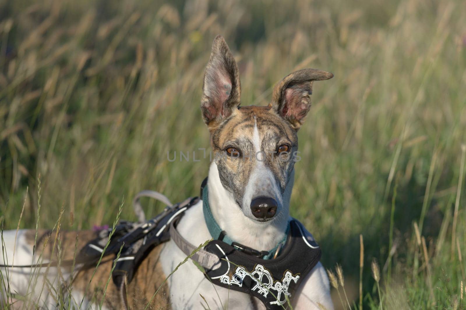 Striking face on medium portrait of pet greyhound dog staring at the camera. Big ears stand up in the warm sunset light. Natural grassy background.