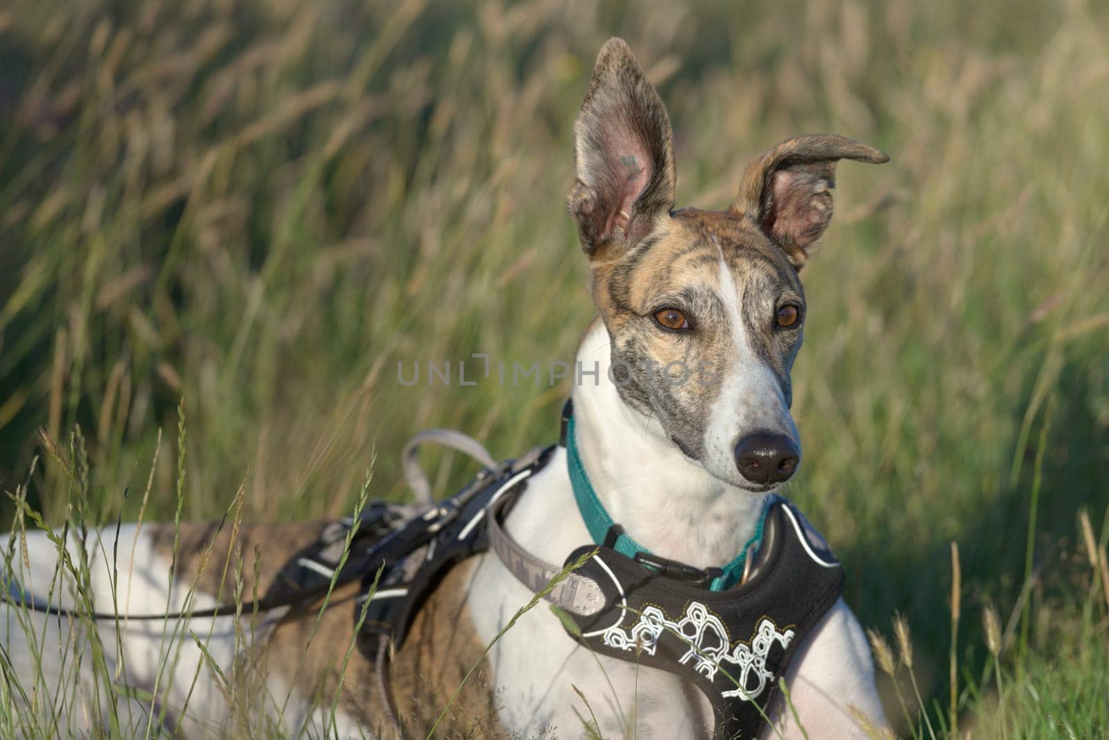 Lying down with ears pricked, this pet greyhound dog looks away. Golden hour sunset light gives the scene a warm glow. Natural grass background.