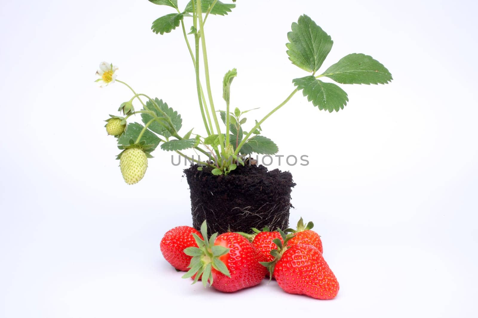 Strawberry