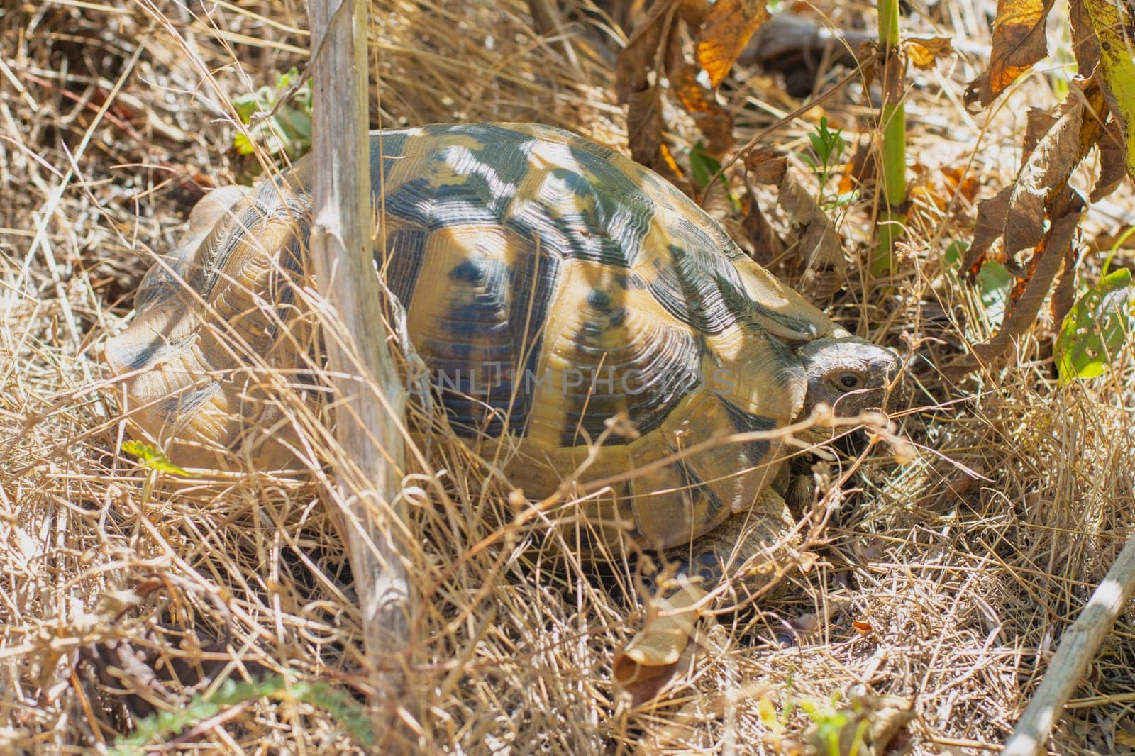 Nikolski's Mediterranean land turtle in natural habitat