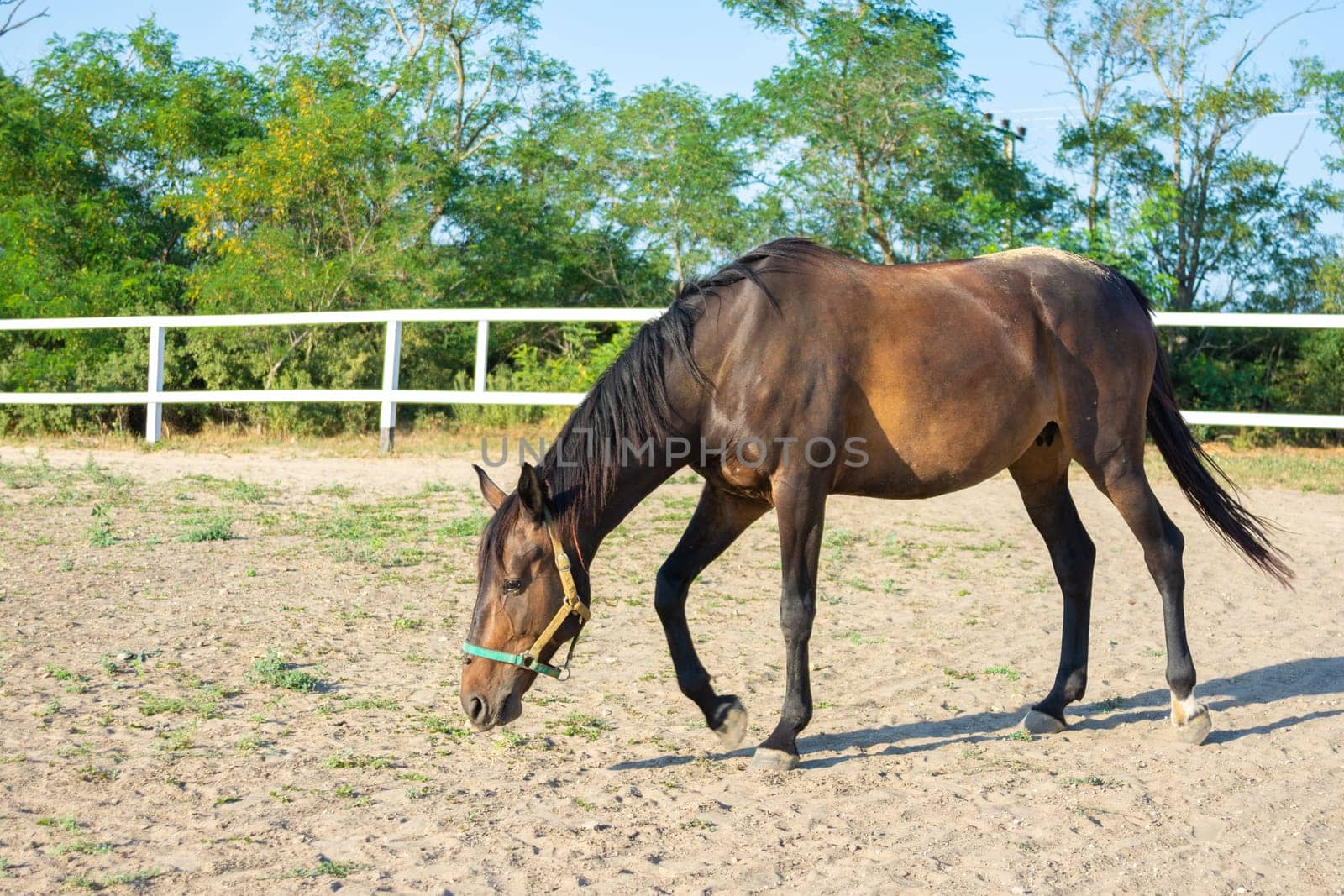 Lonely Horse walks in the paddock, sunny day