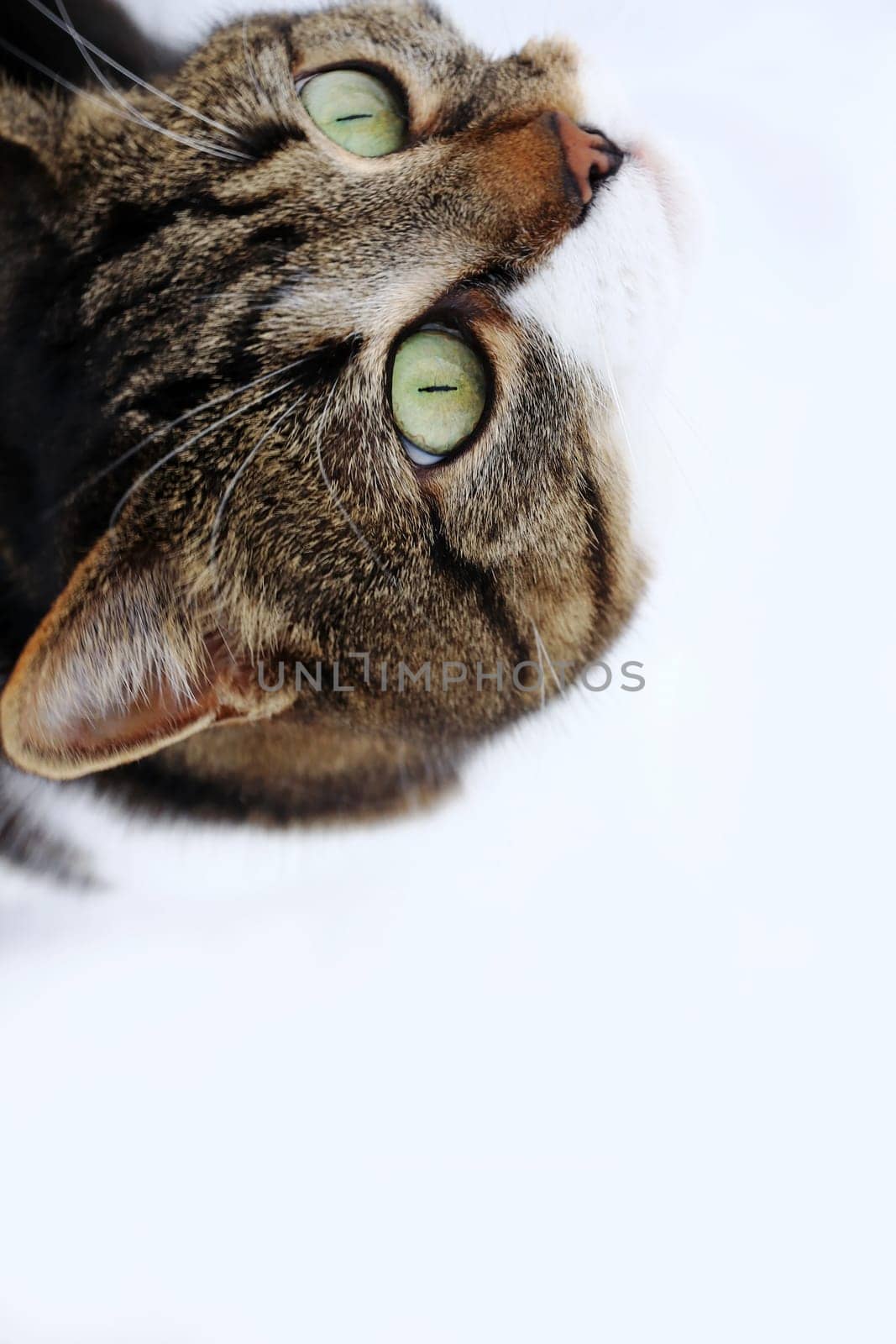 A small cat looks curiously upwards