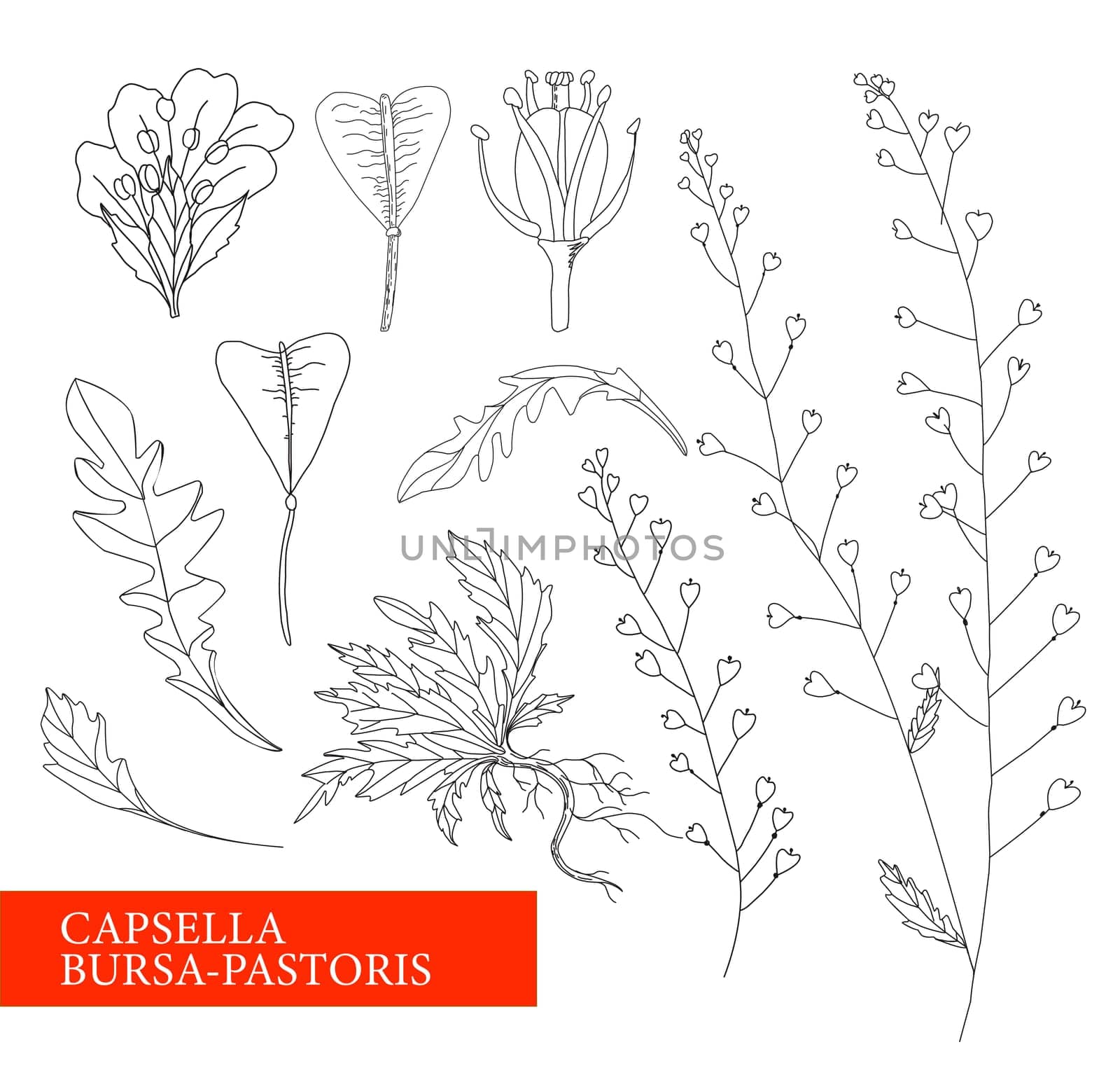 The shepherd's purse. Shepherd's bag. Botanical illustration. folk medicine, treatment, aromatherapy, packaging design, field bouquet. Medicinal plants. illustration isolated on a white backgro