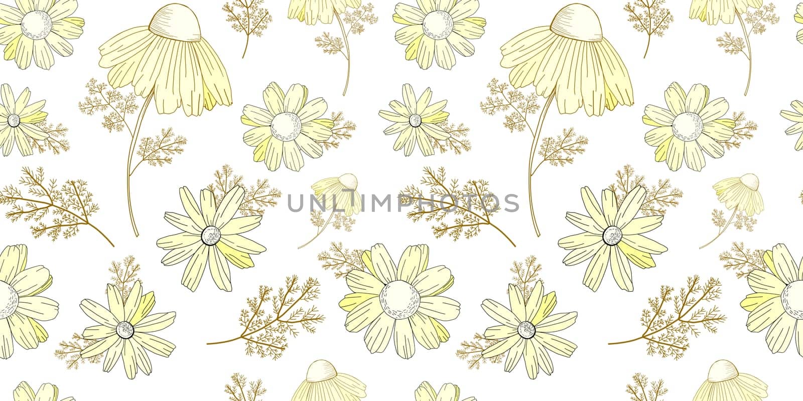 Vintage floral pattern. Wildflowers pattern. Old Texura. beige background, white flowers. Adonis, Echinacea Chamomile illustration
