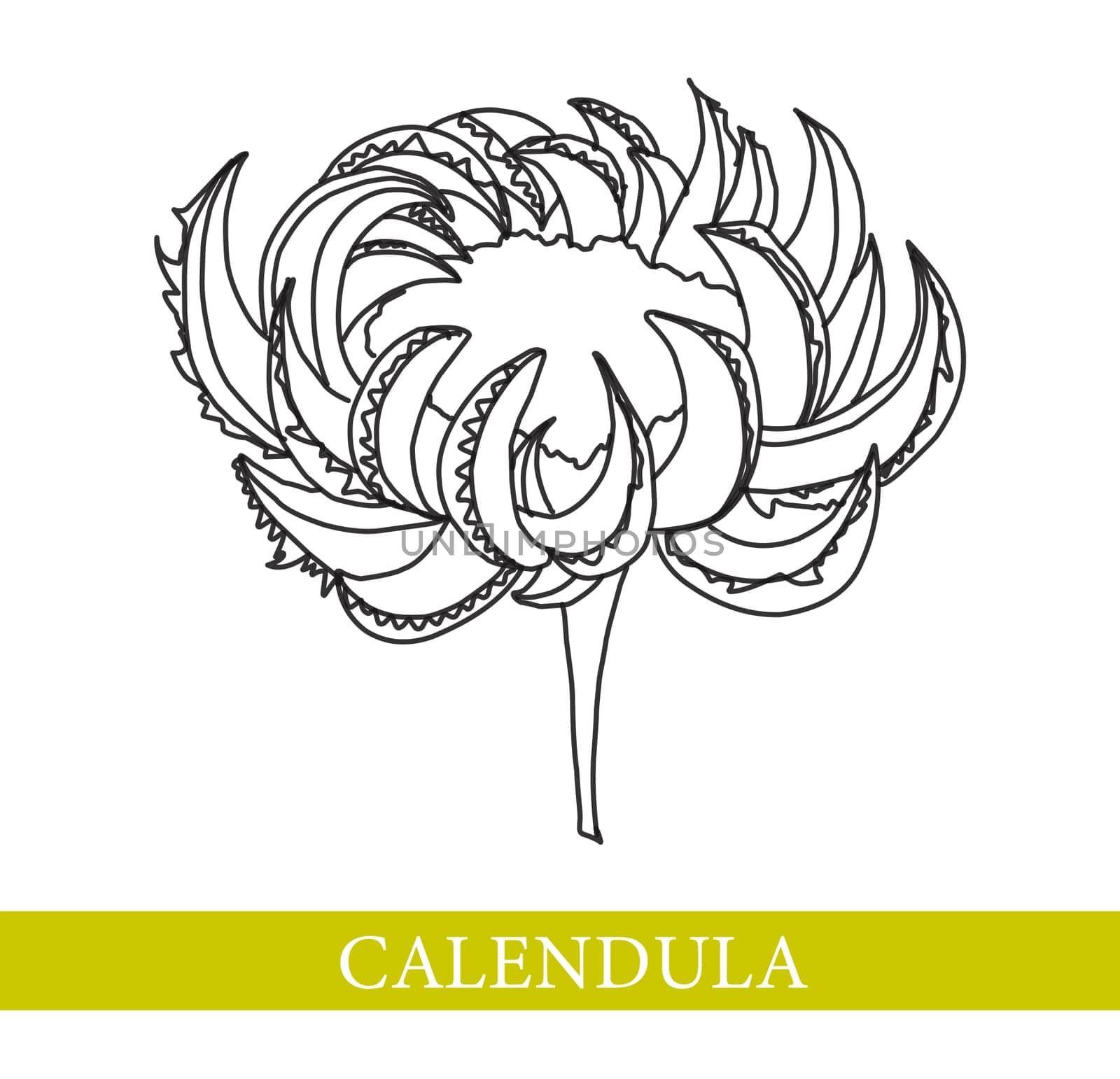 Calendula flower. Medicinal plants. Marigold illustration.