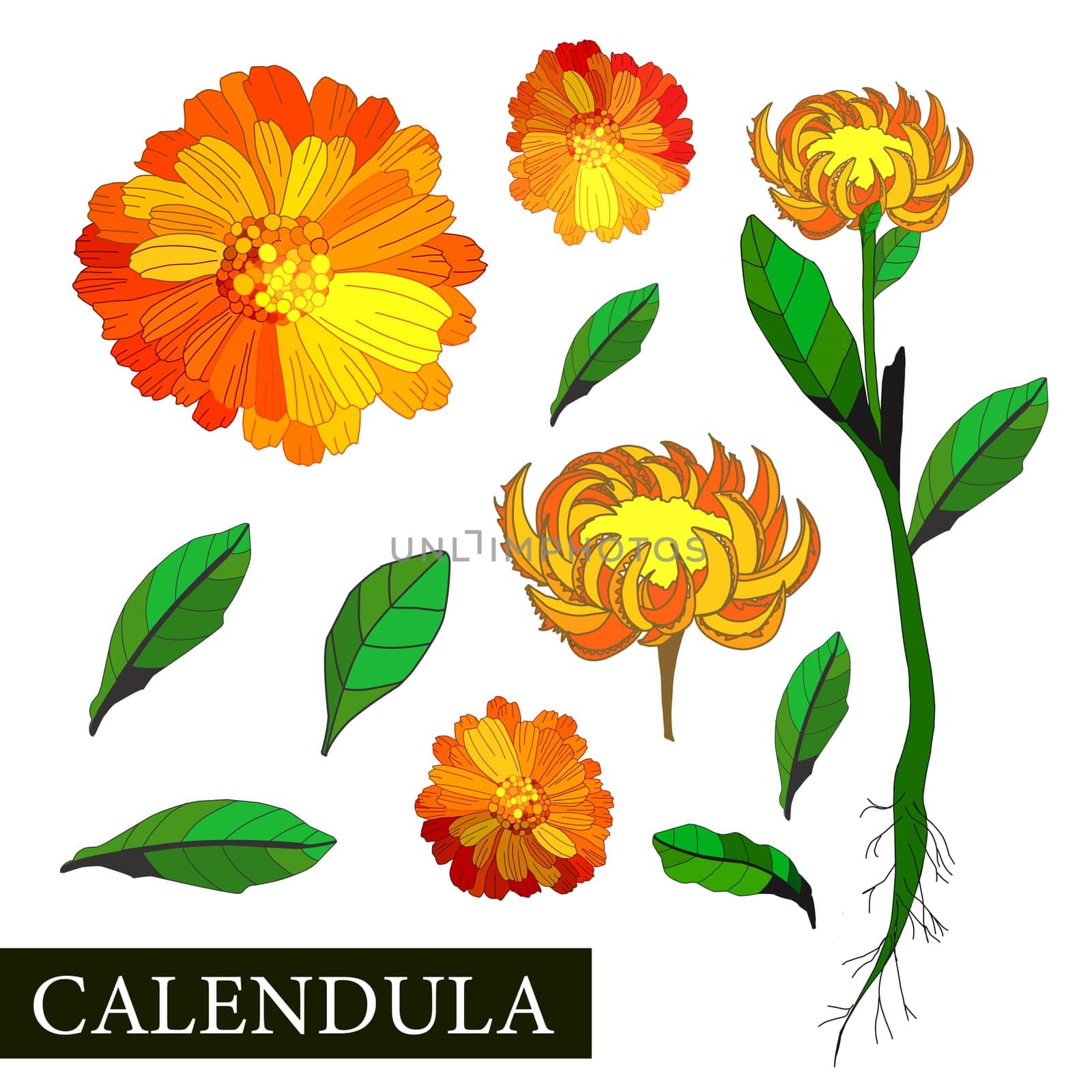 Calendula flower. Botanical illustration of calendula. Medicinal plants. Alternative medicine. Orange flower on a white background. illustration